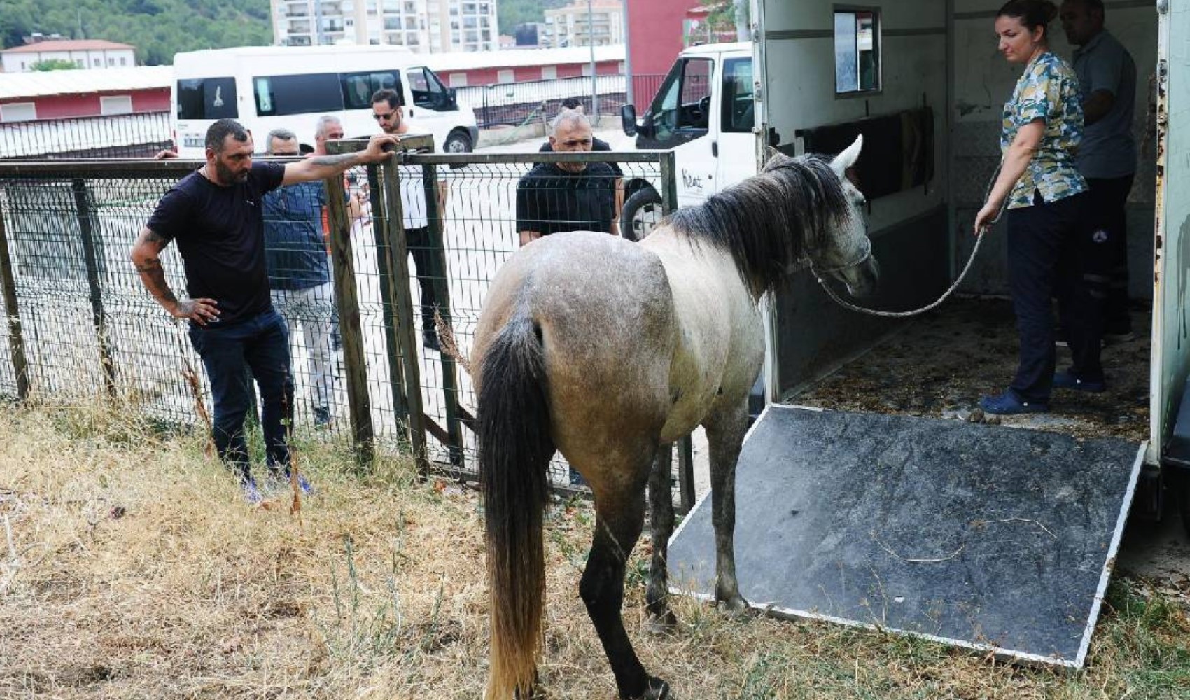 Il Comune di Karşıyaka interviene contro i cavalli randagi