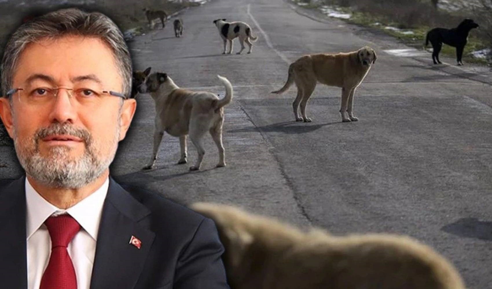 Bakan Yumaklı köpek katliamının ardından konuştu: 'Kamu görevinizi yerine getirmek zorundasınız'