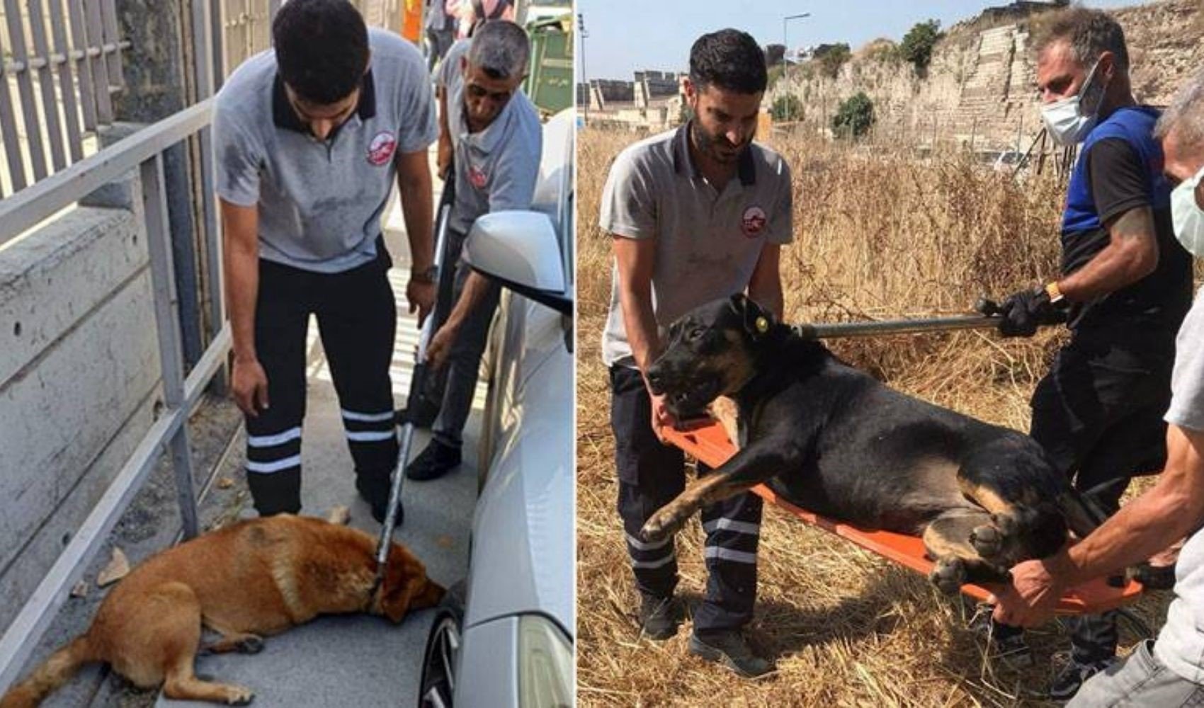 Ölümlü olay sonrası Belediye'den hamle: Fatih'te sokak köpekleri toplanıyor