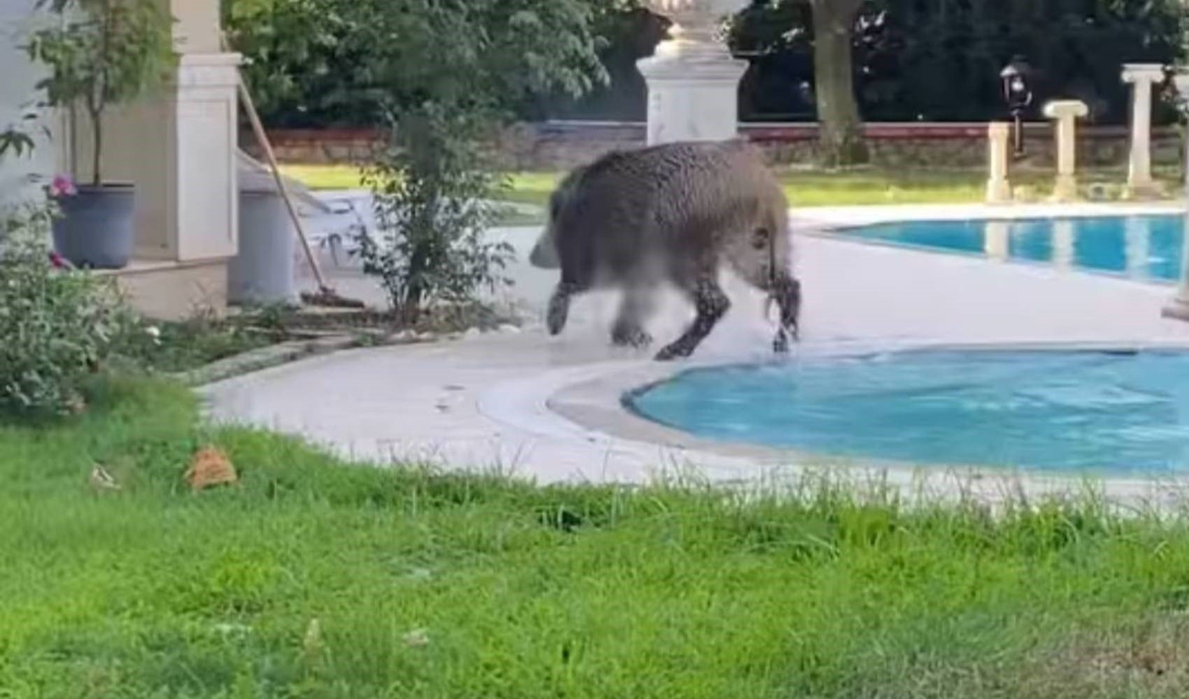 Bursa'da villaya giren domuz havuz keyfi yaptı