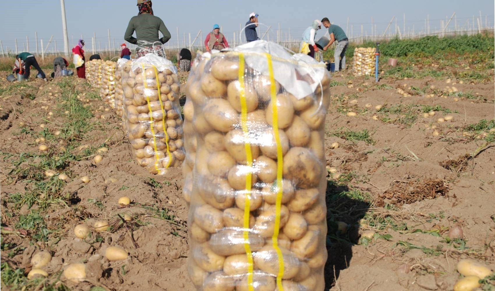 Patates üreticilerinden eylem kararı