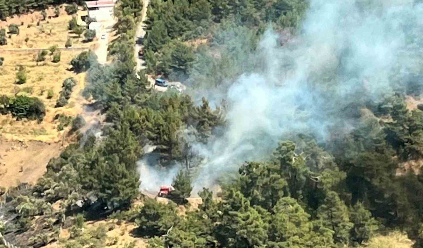 İzmir Kemalpaşa'da orman yangını