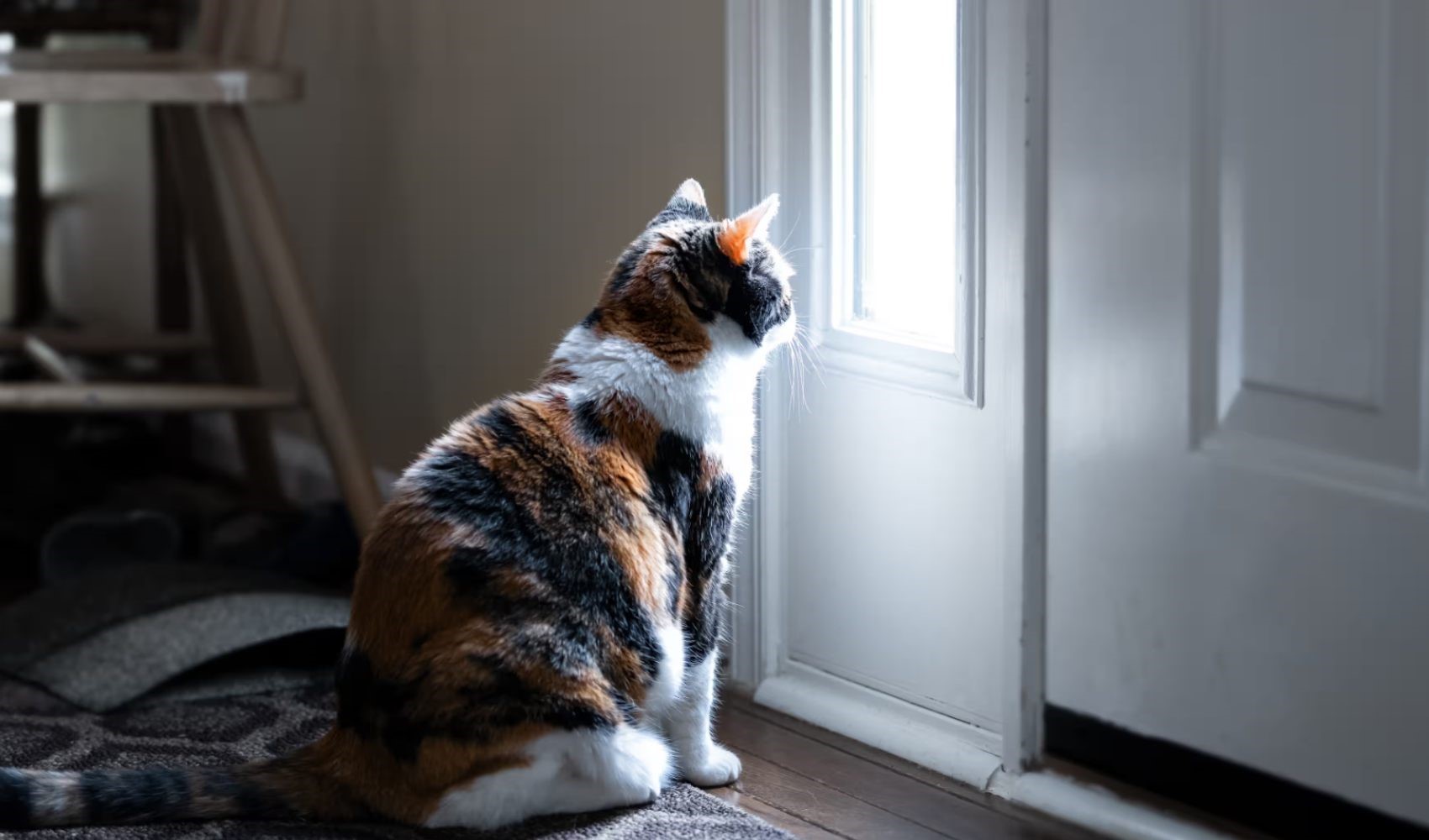 Risultati della ricerca: anche i gatti soffrono per la morte di un compagno