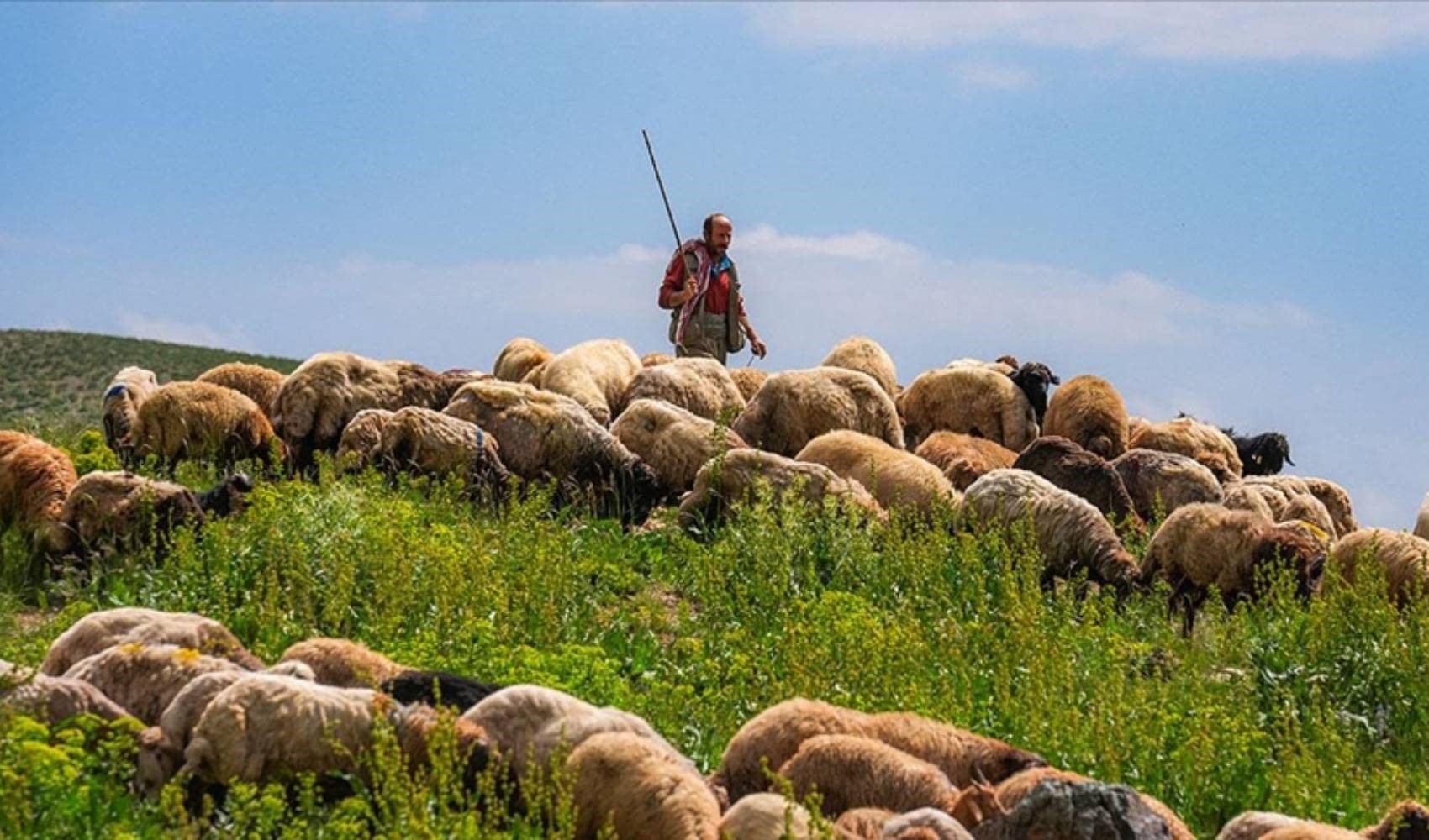 Bakanlık devreye girdi: Türkiye'de çalışacak 150 bin çoban bulunamıyor...