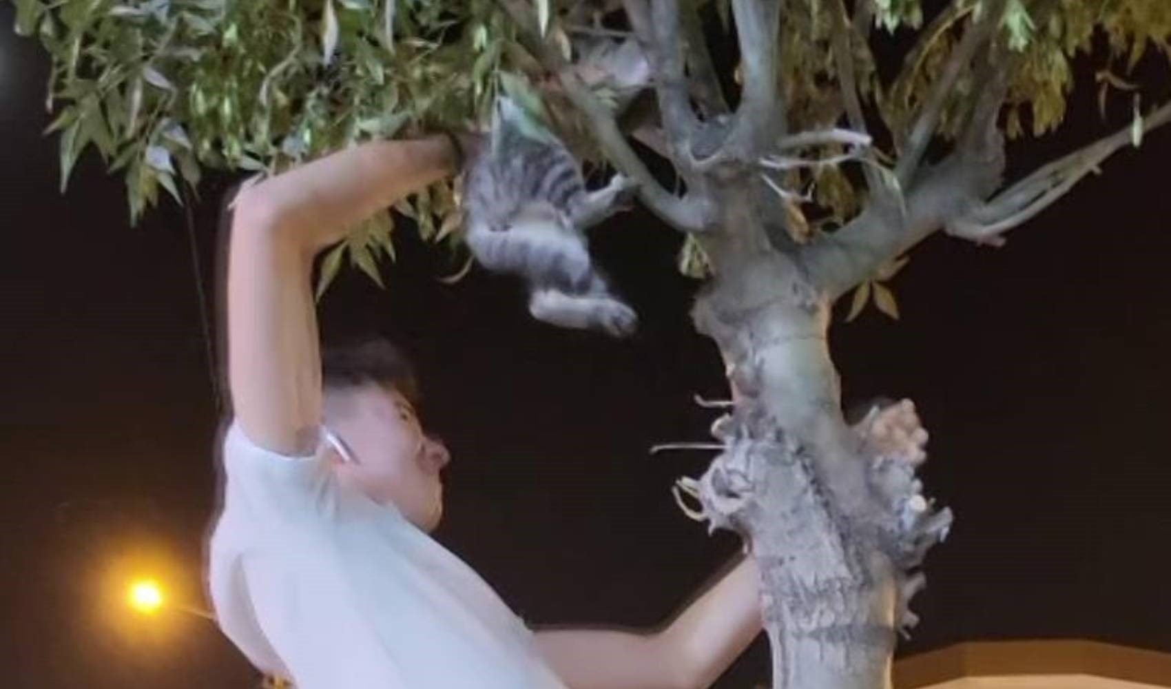 Piccoli eroi ad Adıyaman: salvano un gattino bloccato su un albero