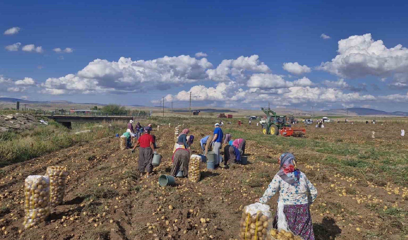 Patatesleri satamadı, halka ücretsiz dağıttı