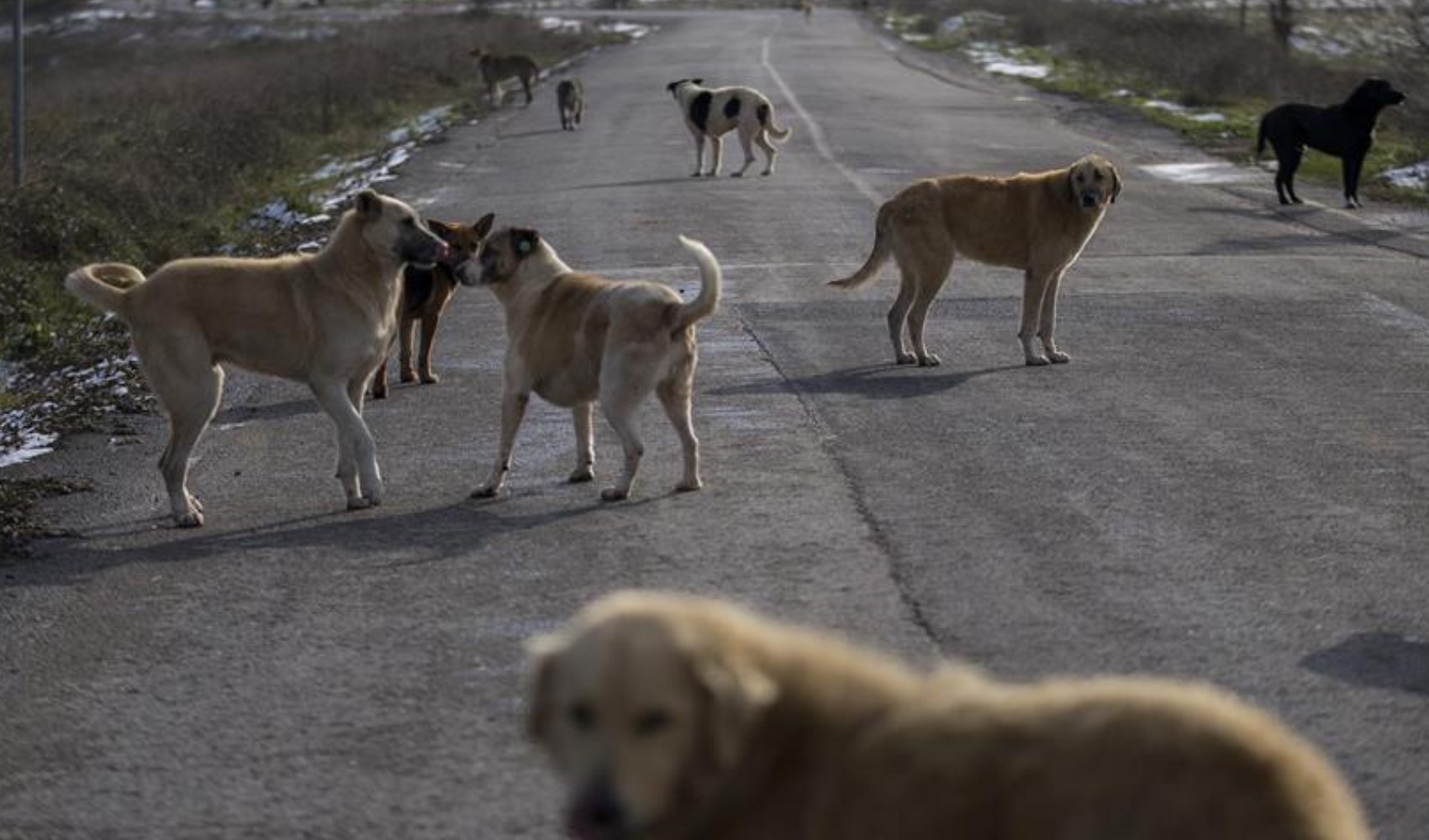 Sokak hayvanları için çıkan mama kavgası kanlı bitti