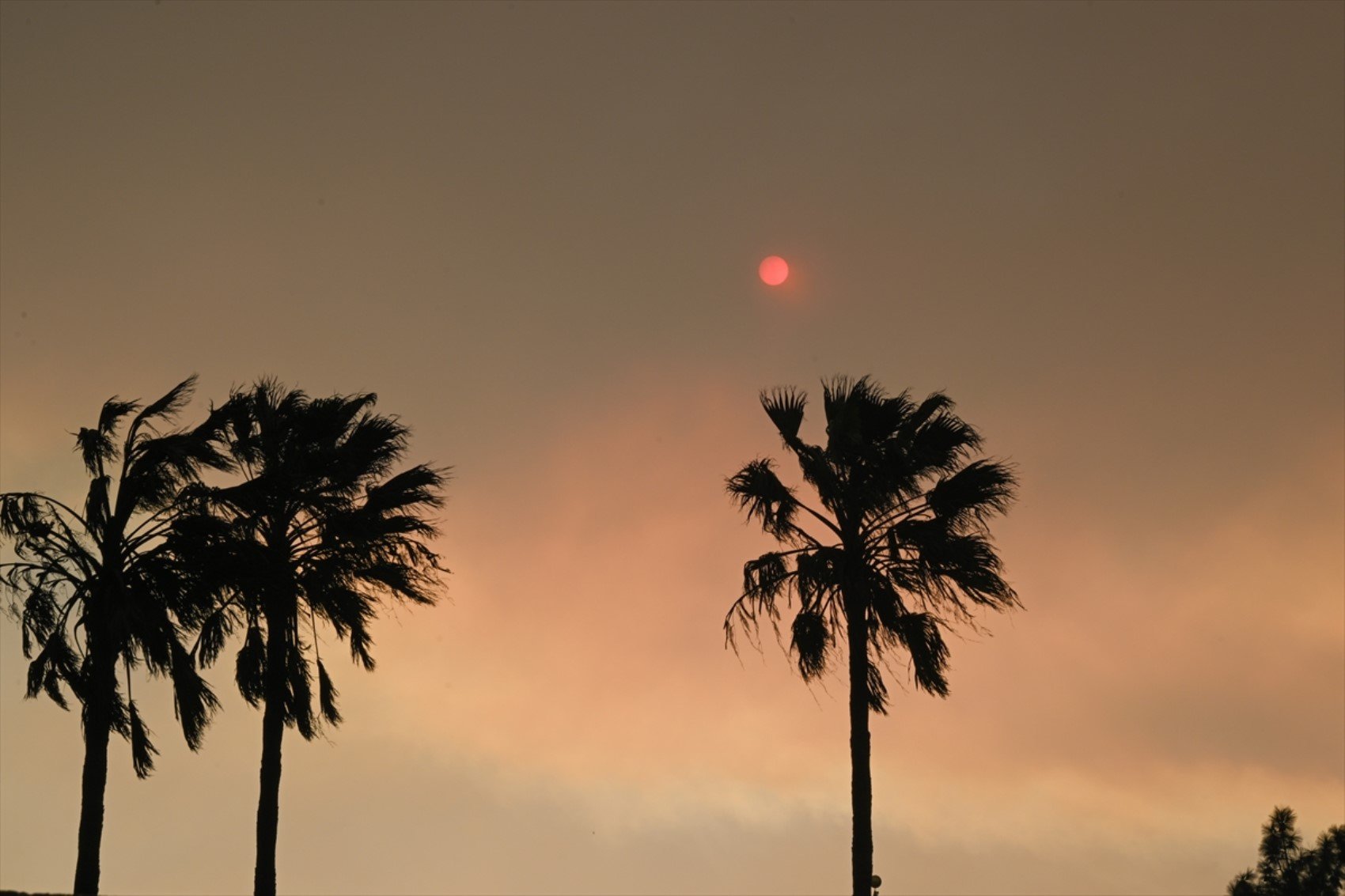 California'daki orman yangınları büyüyor! Pacific Palisades yok oldu