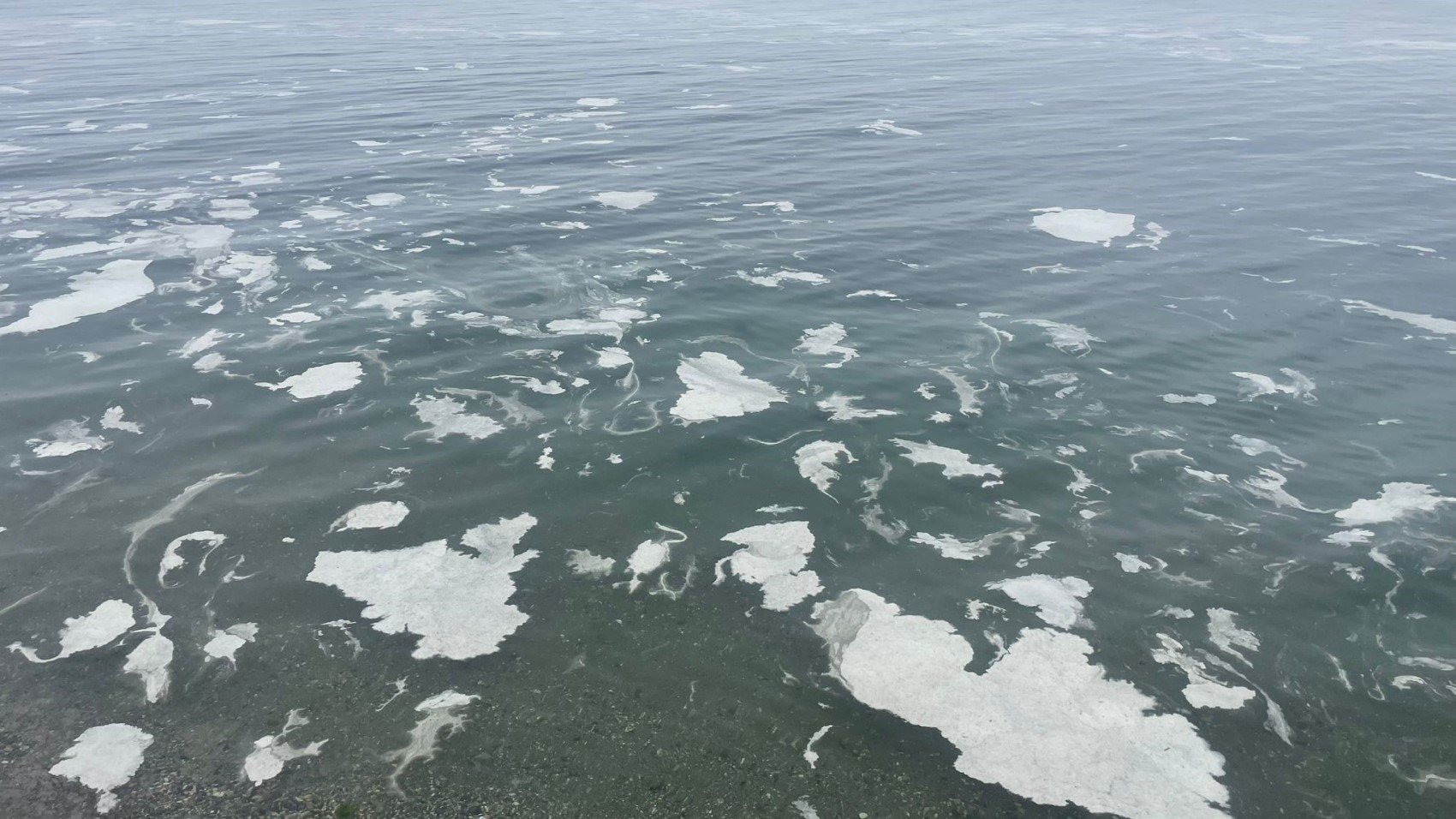 Marmara Denizi'nde müsilaj alarmı