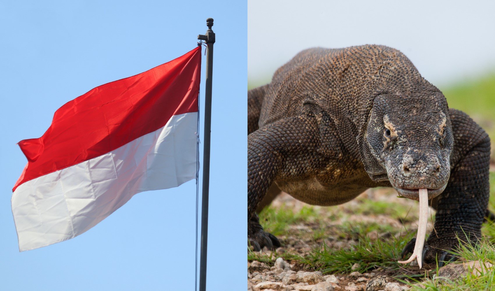 Ülkeler ve ulusal hayvanları: Hangi ülke hangi hayvanla anılıyor?