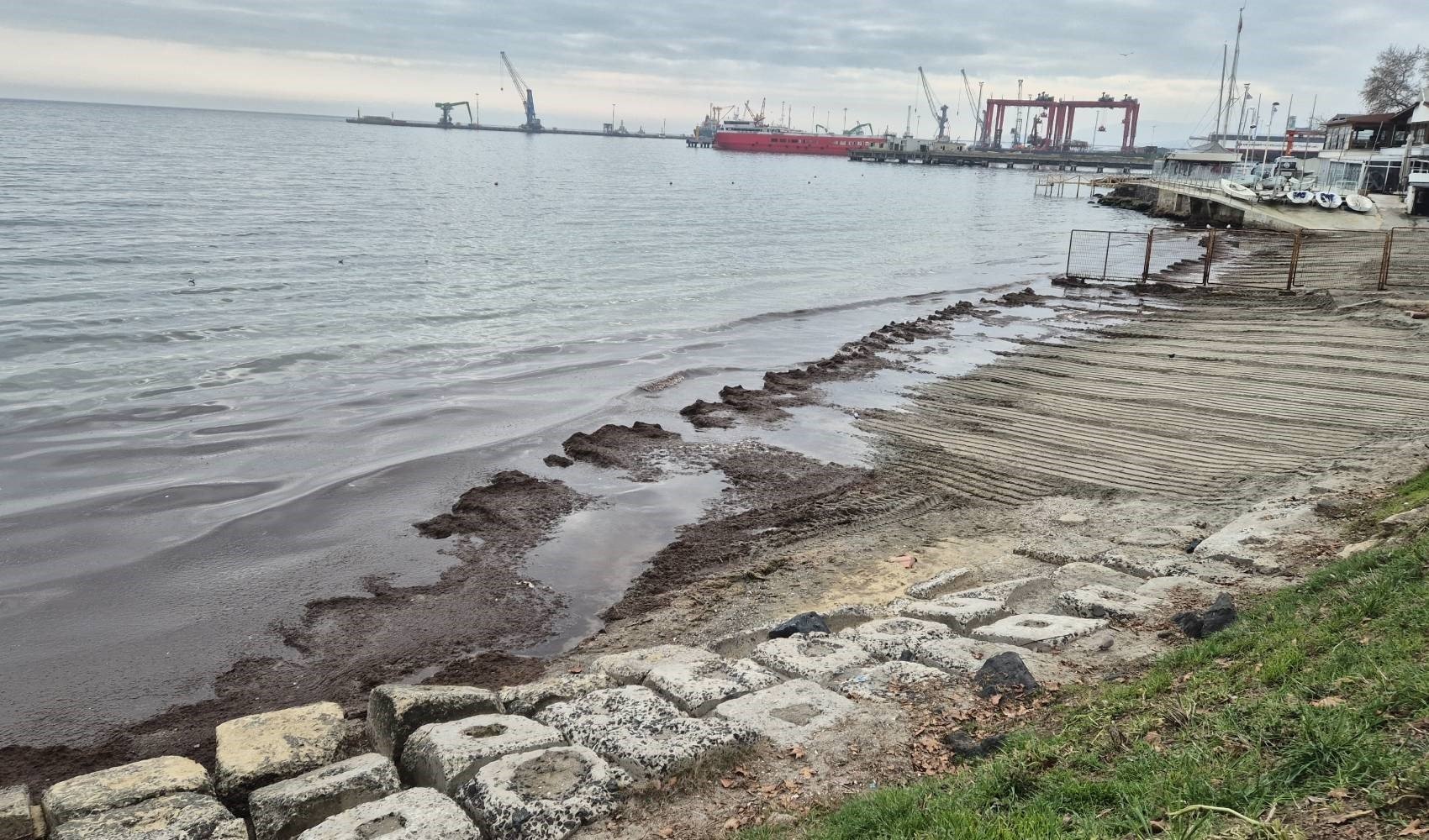 Marmara Denizi kıyılarında kızıl yosunlar birikti