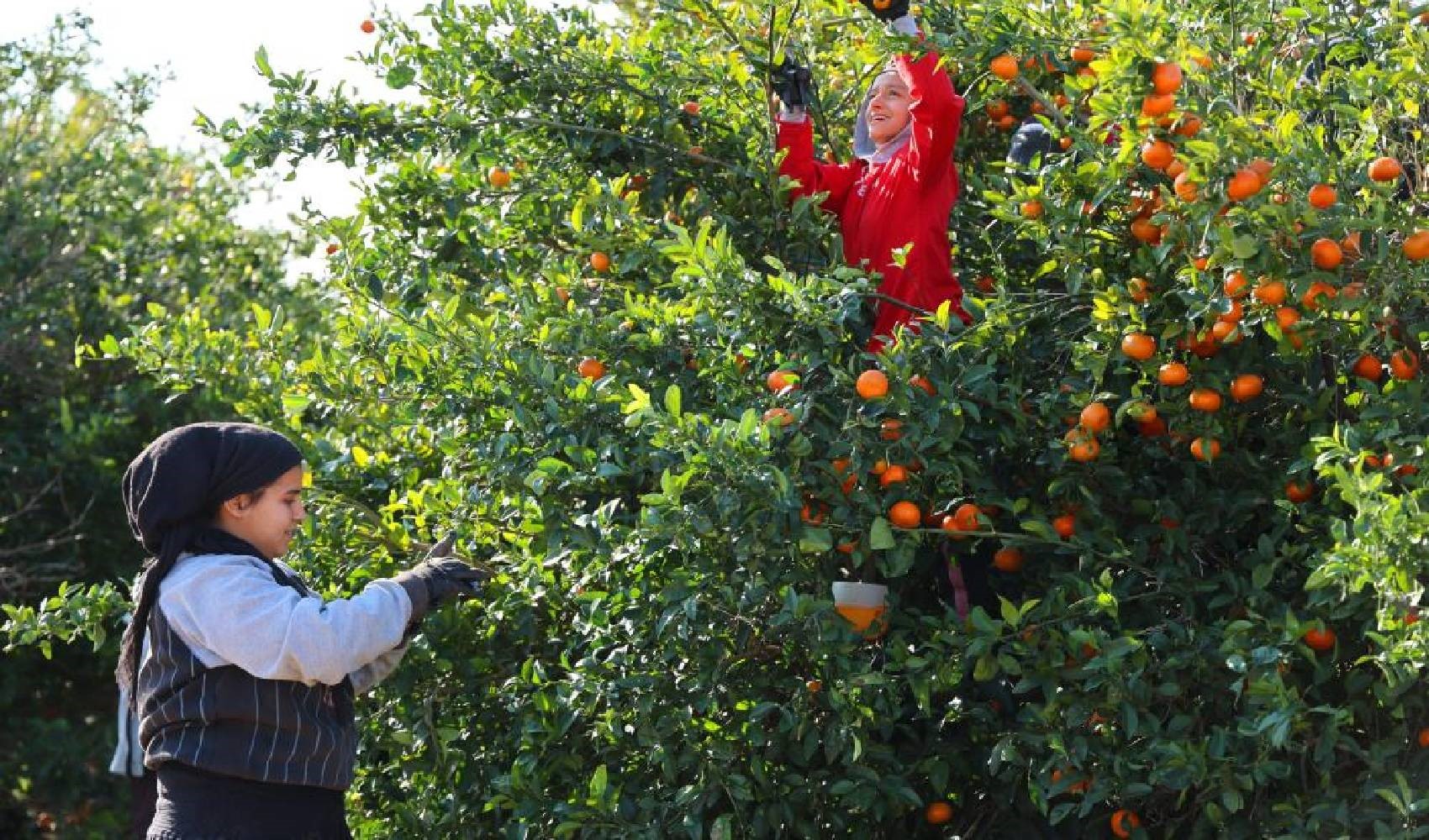 Definite le retribuzioni giornaliere dei lavoratori agricoli a Çukurova