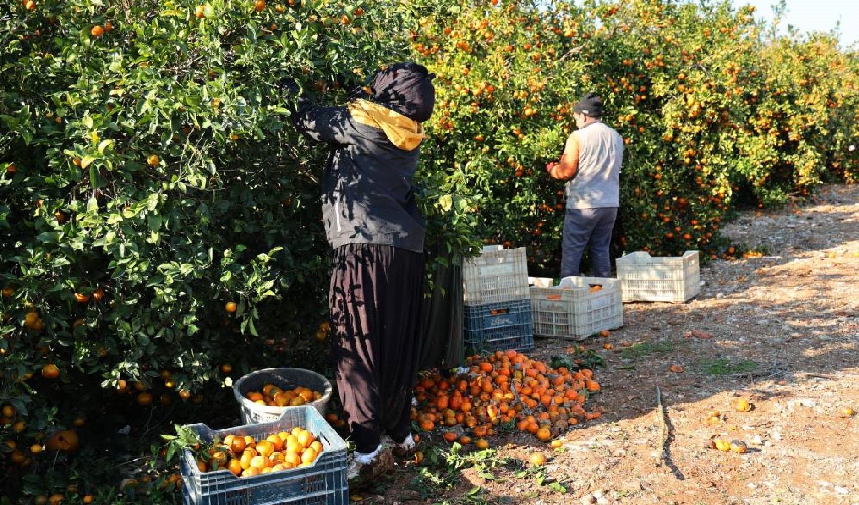 Definite le retribuzioni giornaliere dei lavoratori agricoli a Çukurova