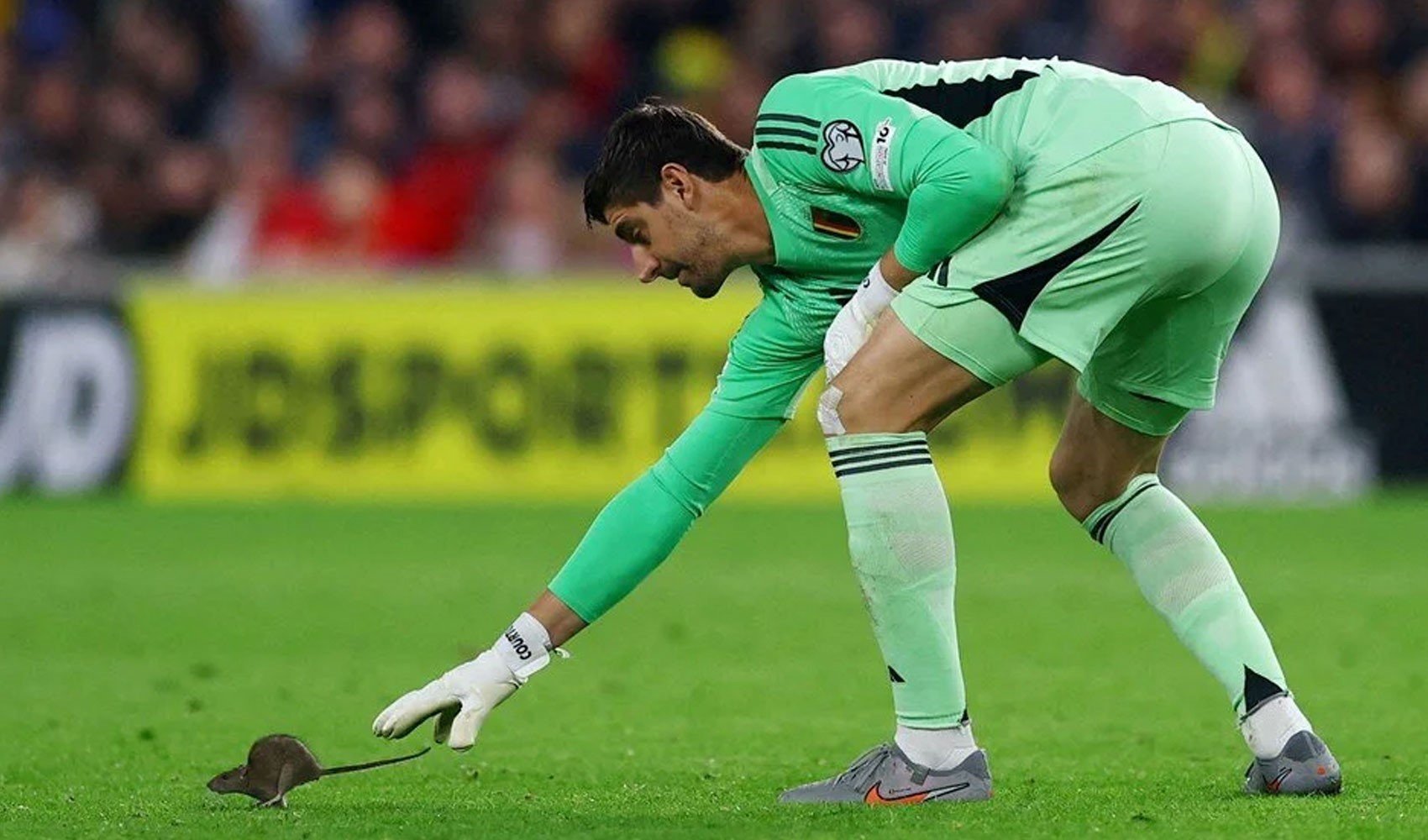 Courtois maçı bıraktı fareyi yakalamaya çalıştı