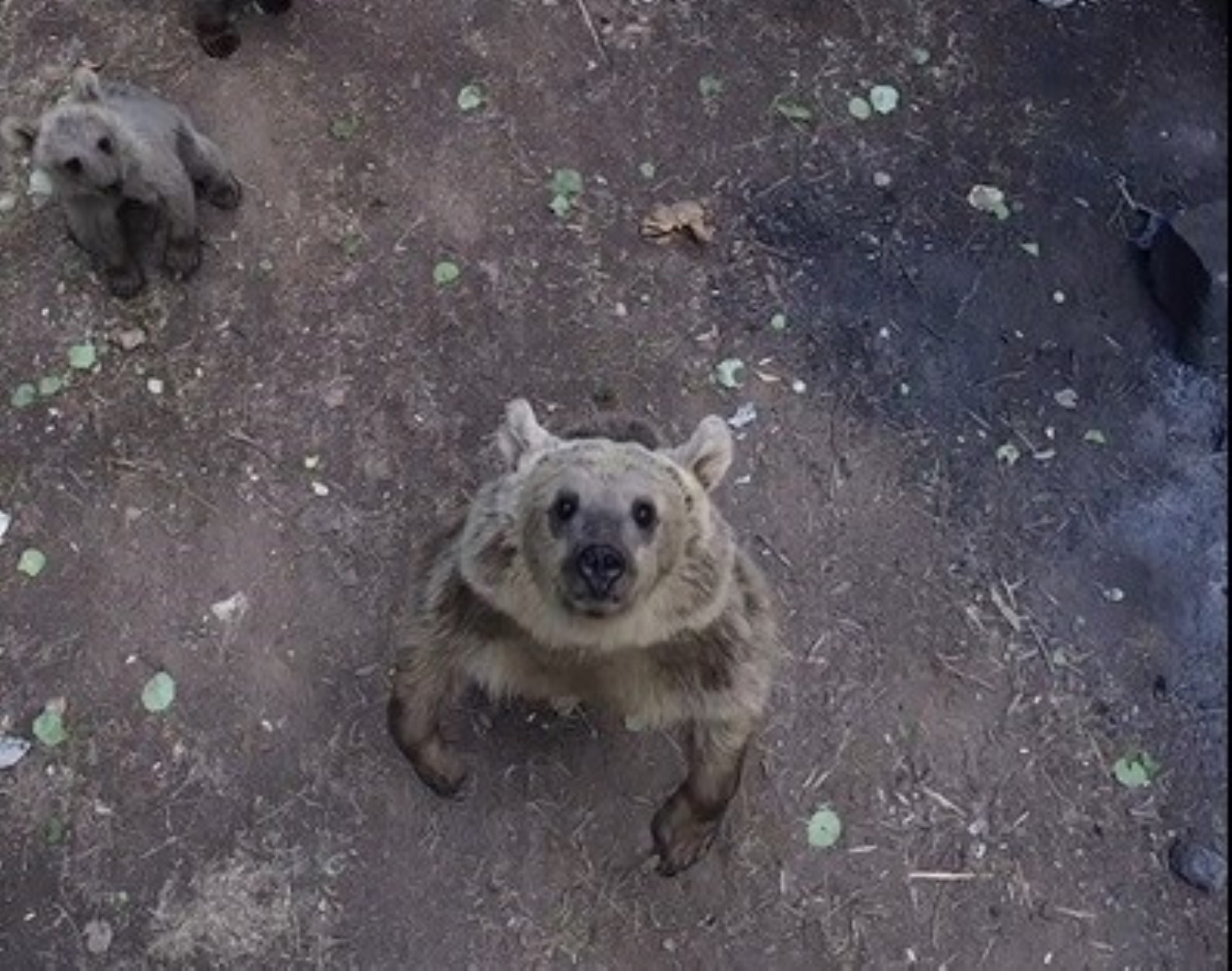 Dron gören masum ayı