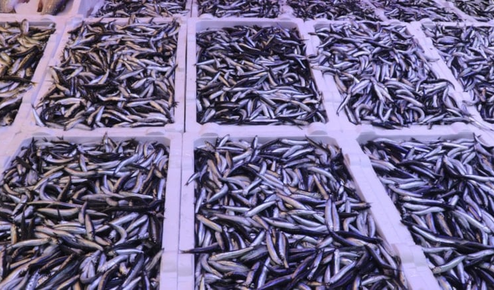 Hamsi fiyatları düşmeye başladı Hamsi fiyatları düşmeye başladı