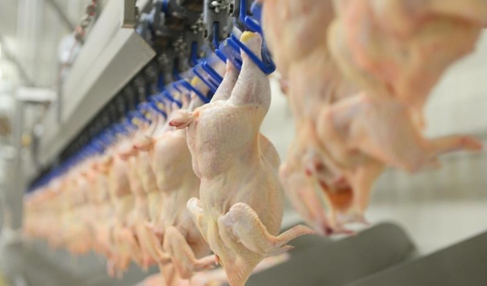 Tavukta metal tehlikesi: Ünlü markanın ürünleri toplatıldı