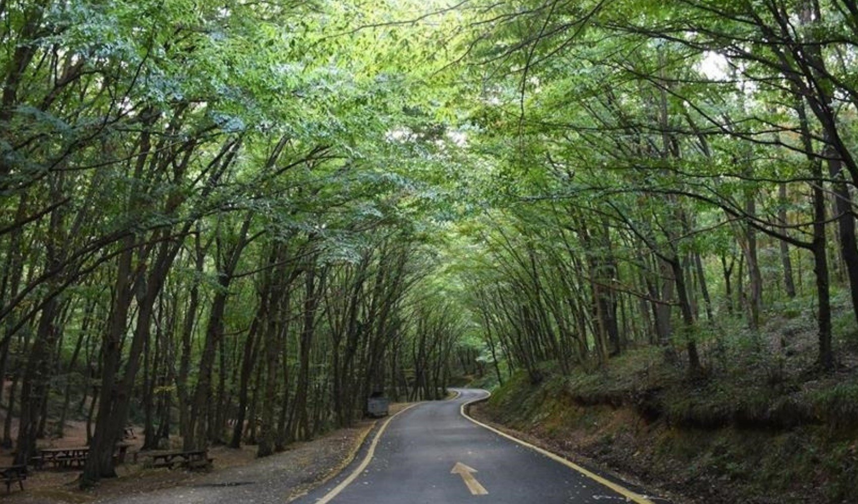 Muhafaza ormanları maden faaliyetlerine açılıyor: İzinler artıyor