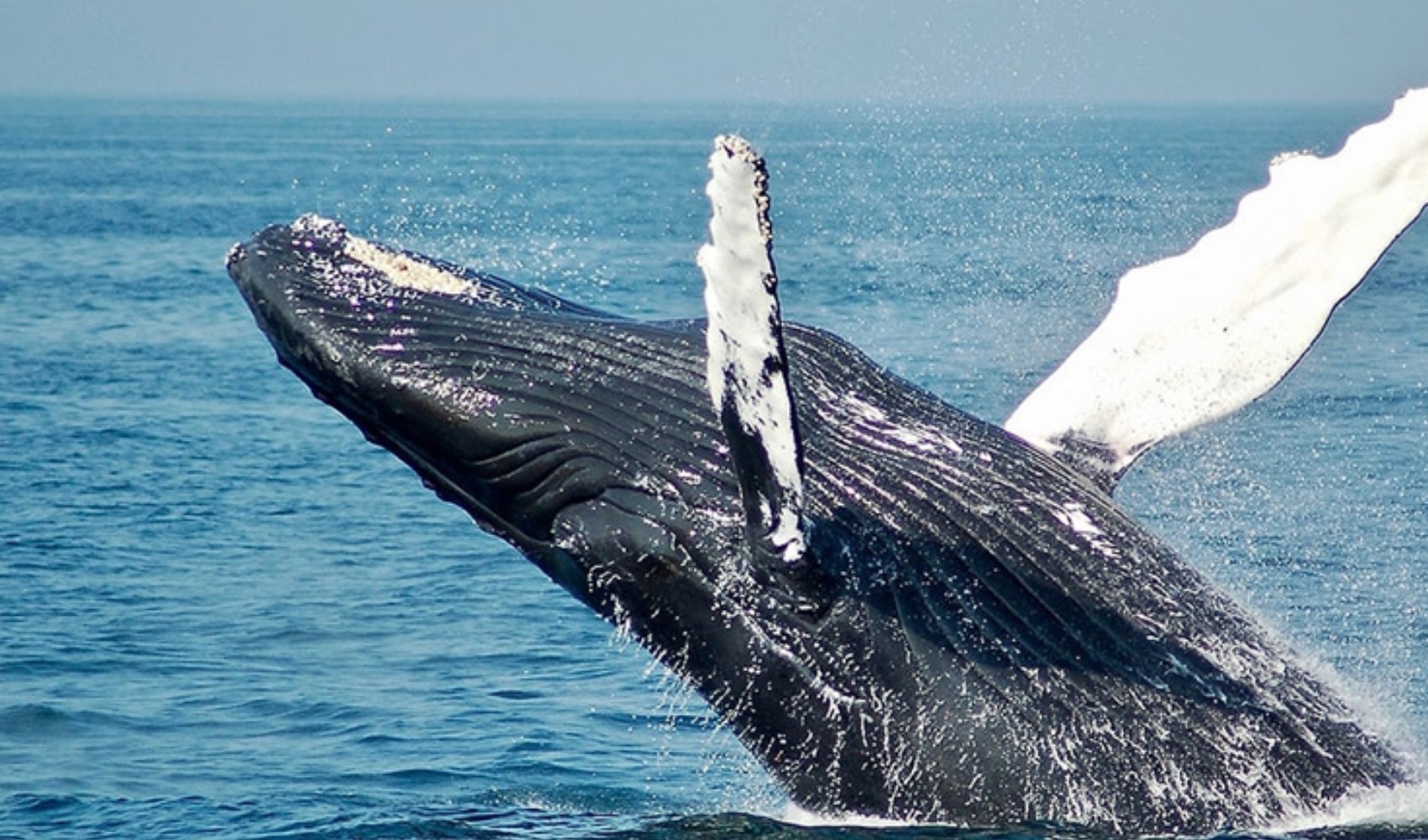 Balinaların dili çözülüyor: Mors alfabesine benziyormuş