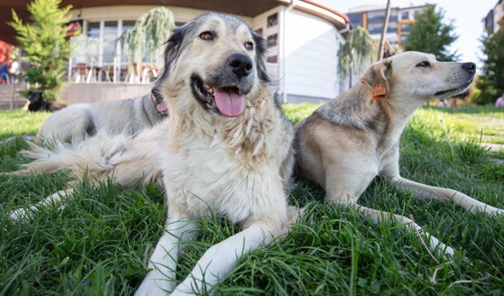 İstanbul'da sokak köpeklerini beslemek yasaklandı