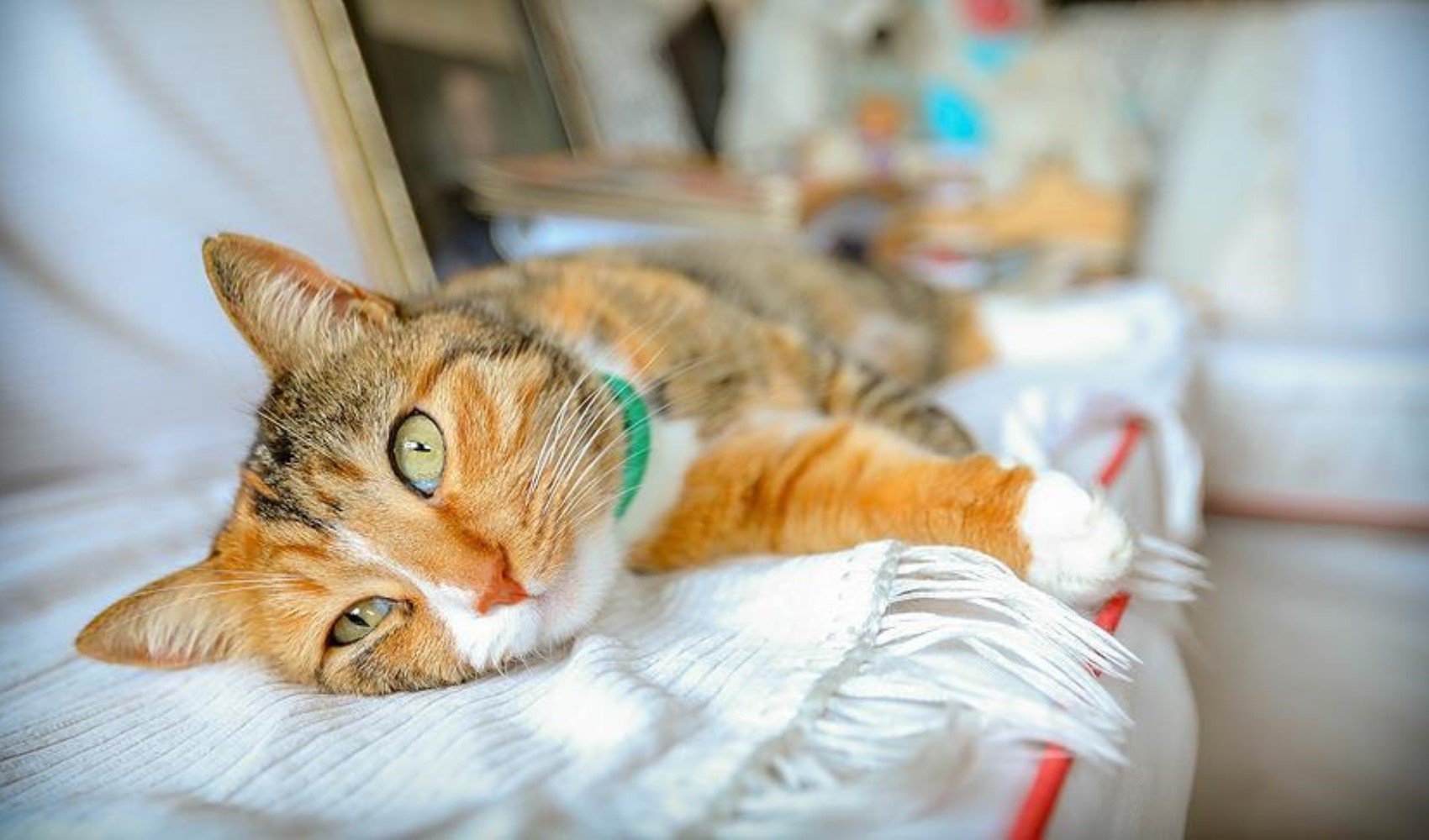 Kedilerin kapalı kapılara karşı olan tepkisinin ardındaki gerçek ortaya çıktı