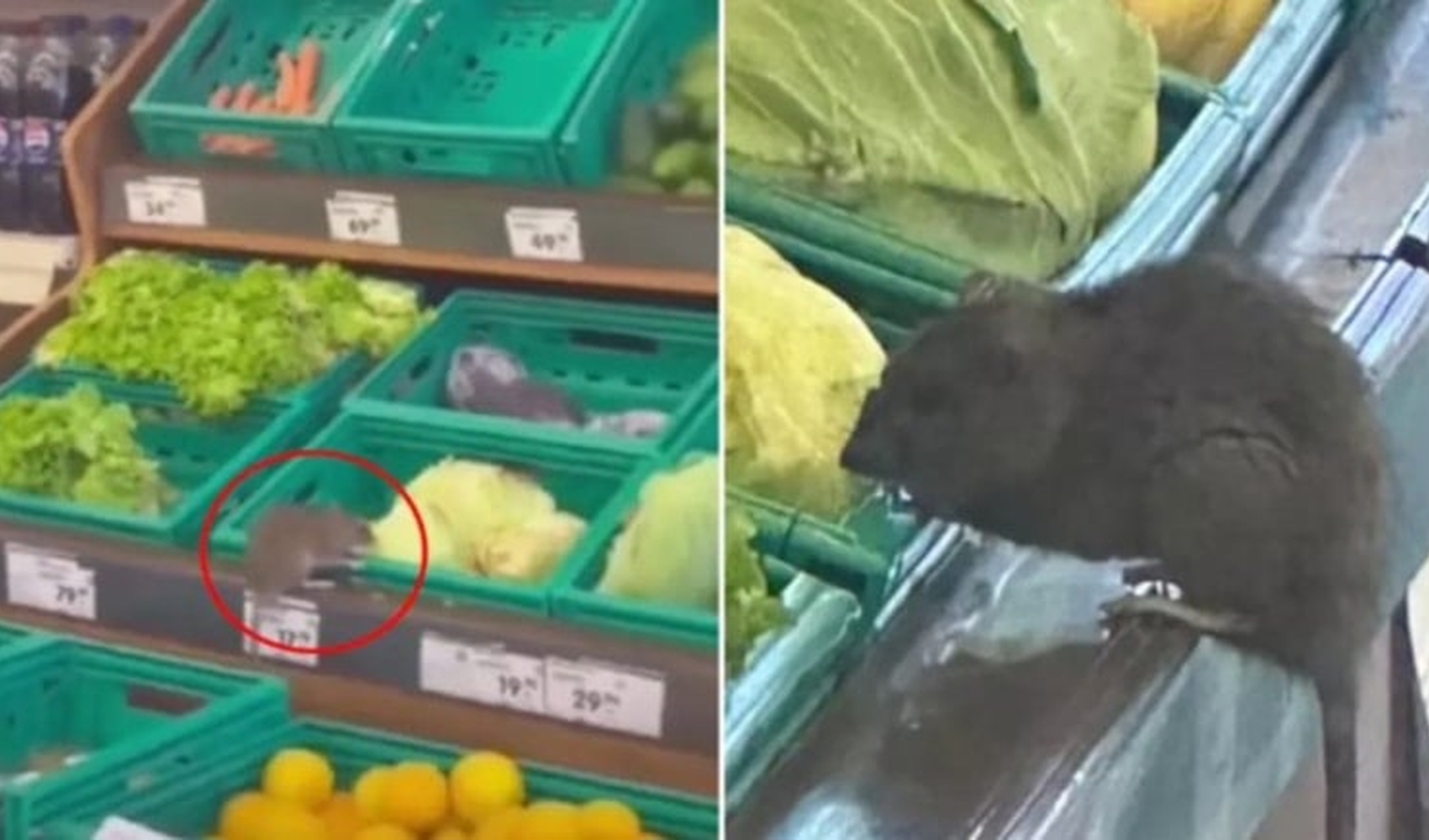 Şok markette fare skandalı