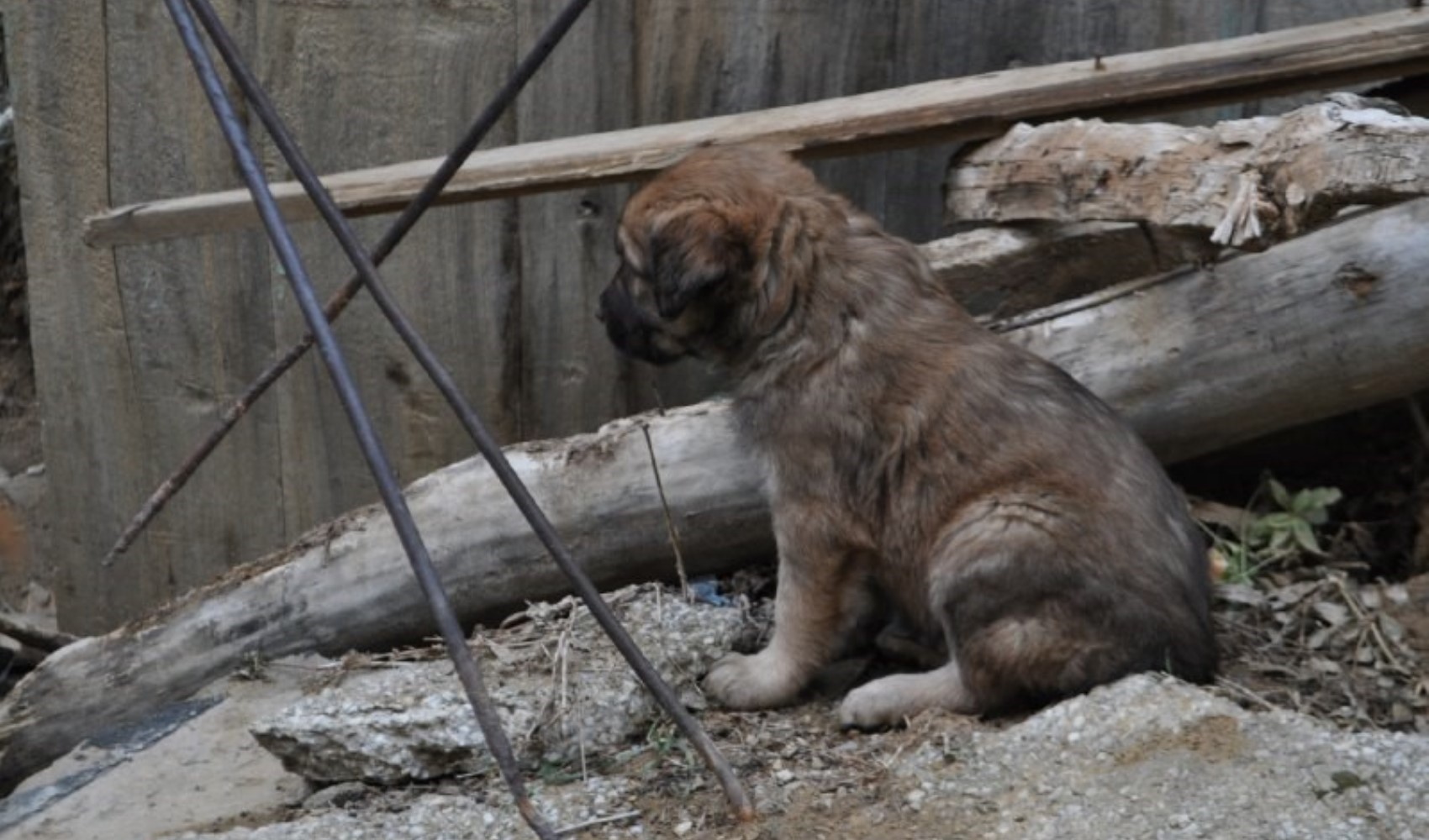 Art arda yaşanan köpek ölümlerine valilik inceleme başlattı