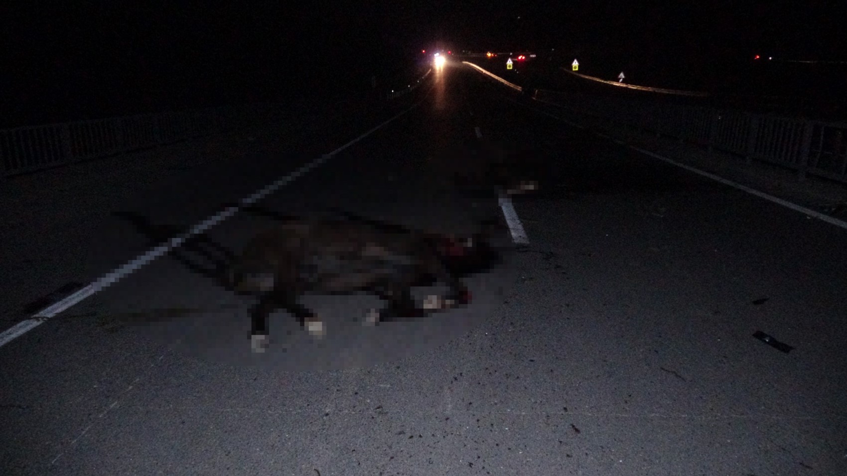 Cavalli da corsa in autostrada, il caos