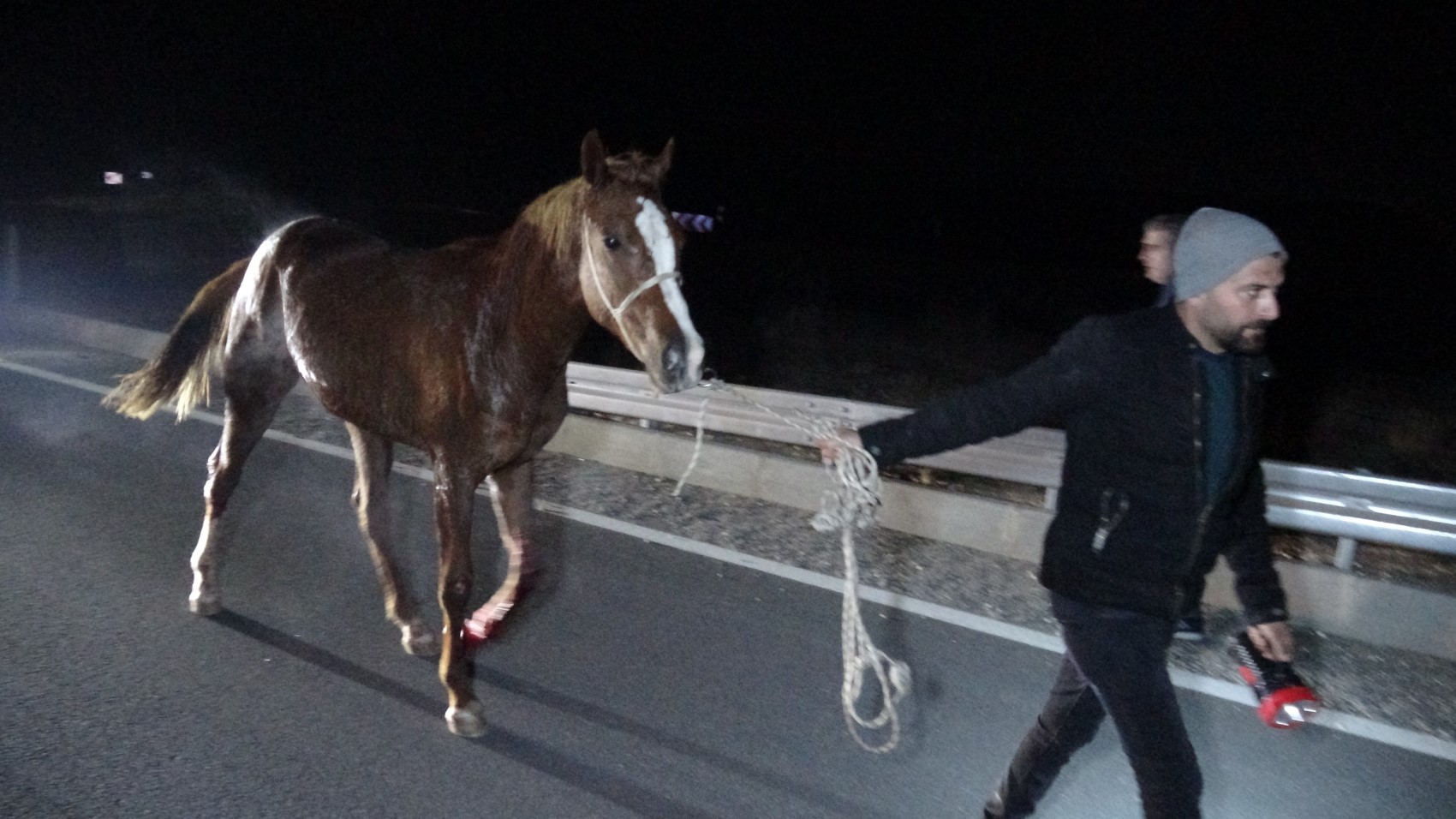 Cavalli da corsa in autostrada, il caos