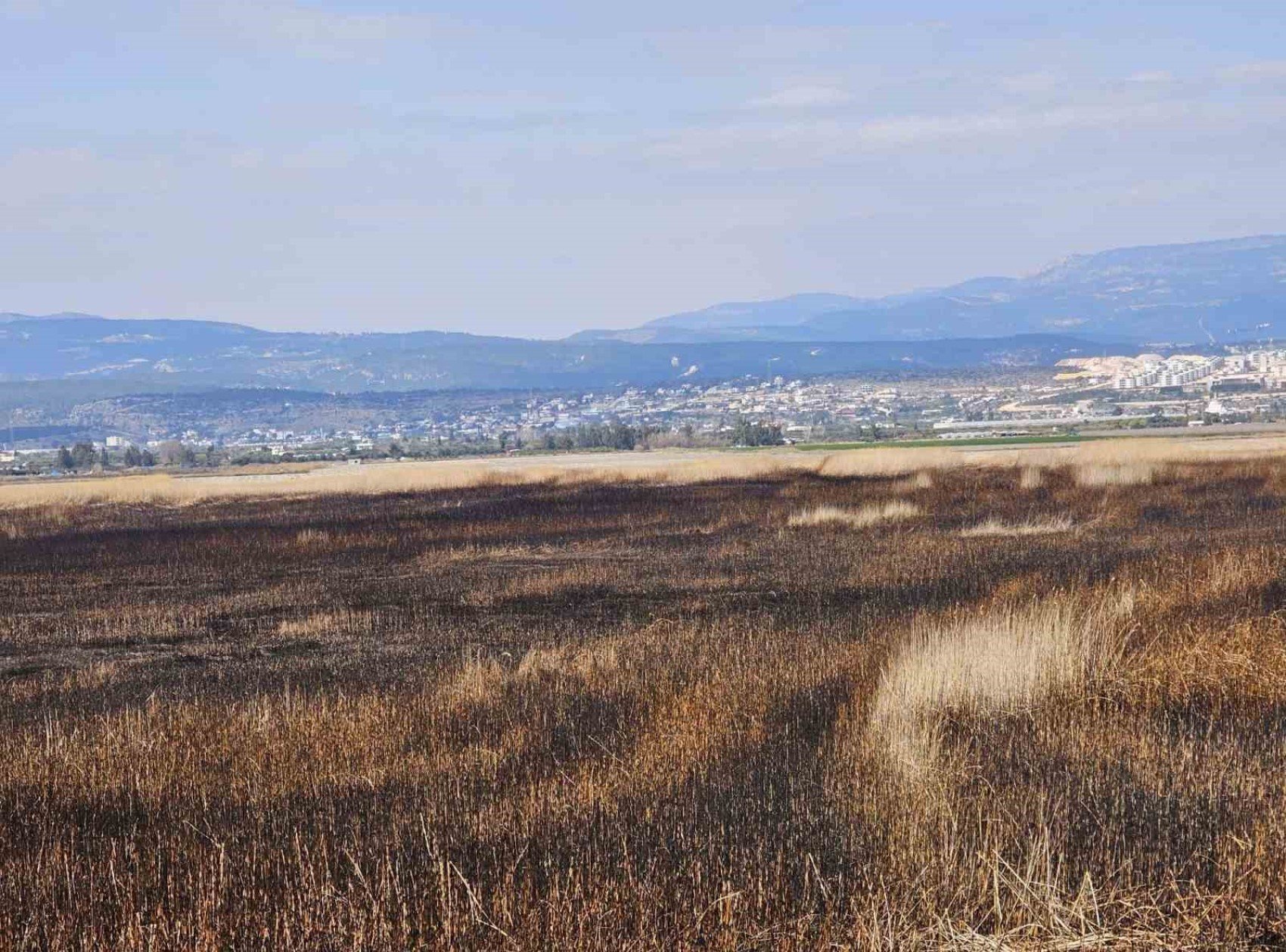 Mersin'in Kuş Cenneti'nde 1000 dönümlük alan kül oldu: 'Yangınlar kasıtlı olarak çıkarılıyor'