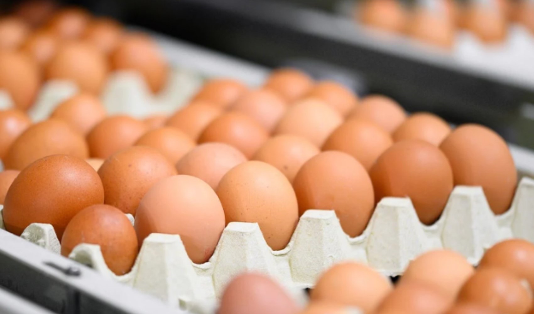 Kahverengi yumurtalar 2030'a kadar süpermarketlerden çekilecek