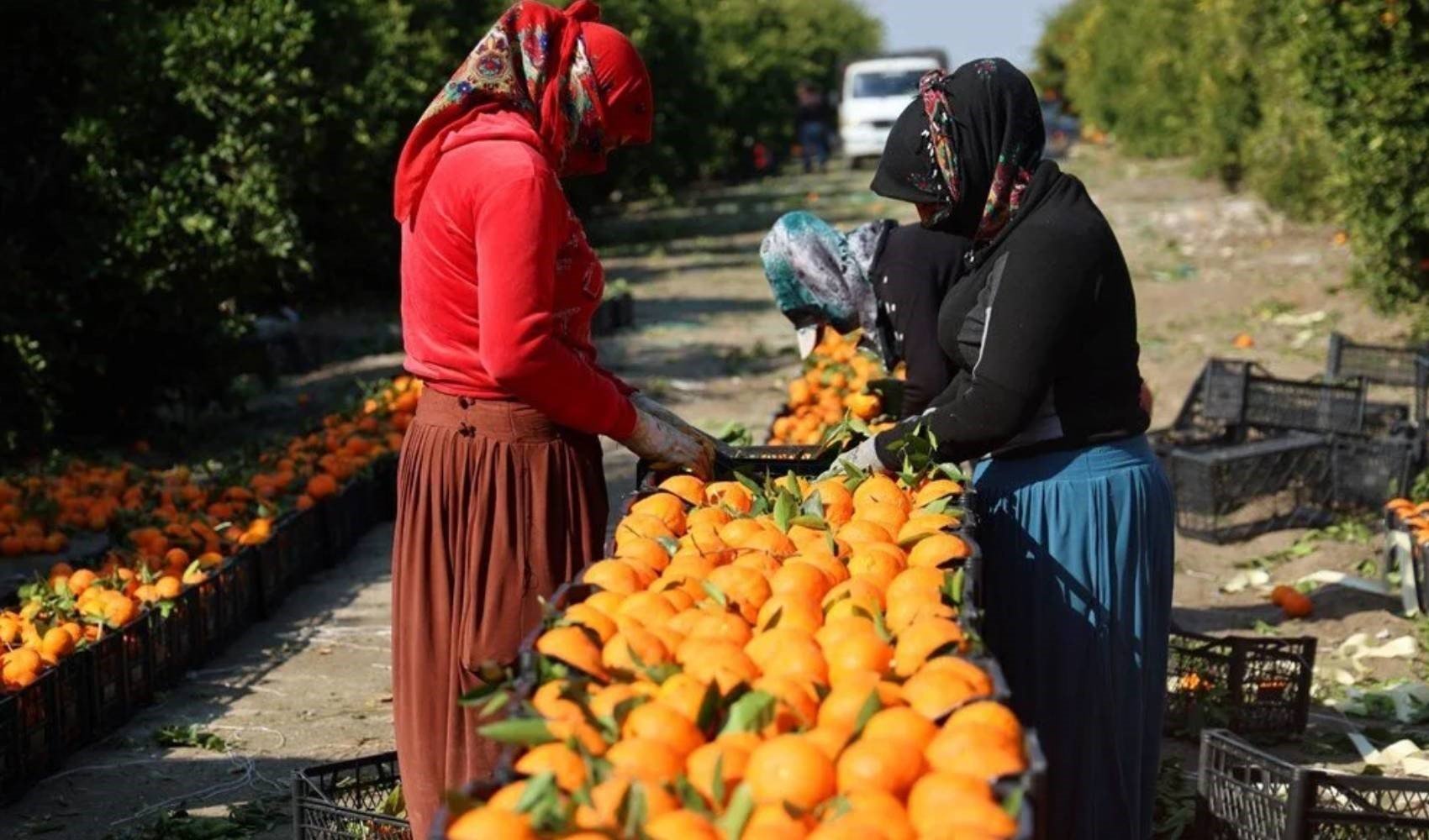 Mandalina hasadı başladı: İhracat artıyor, fiyatlar yükseliyor