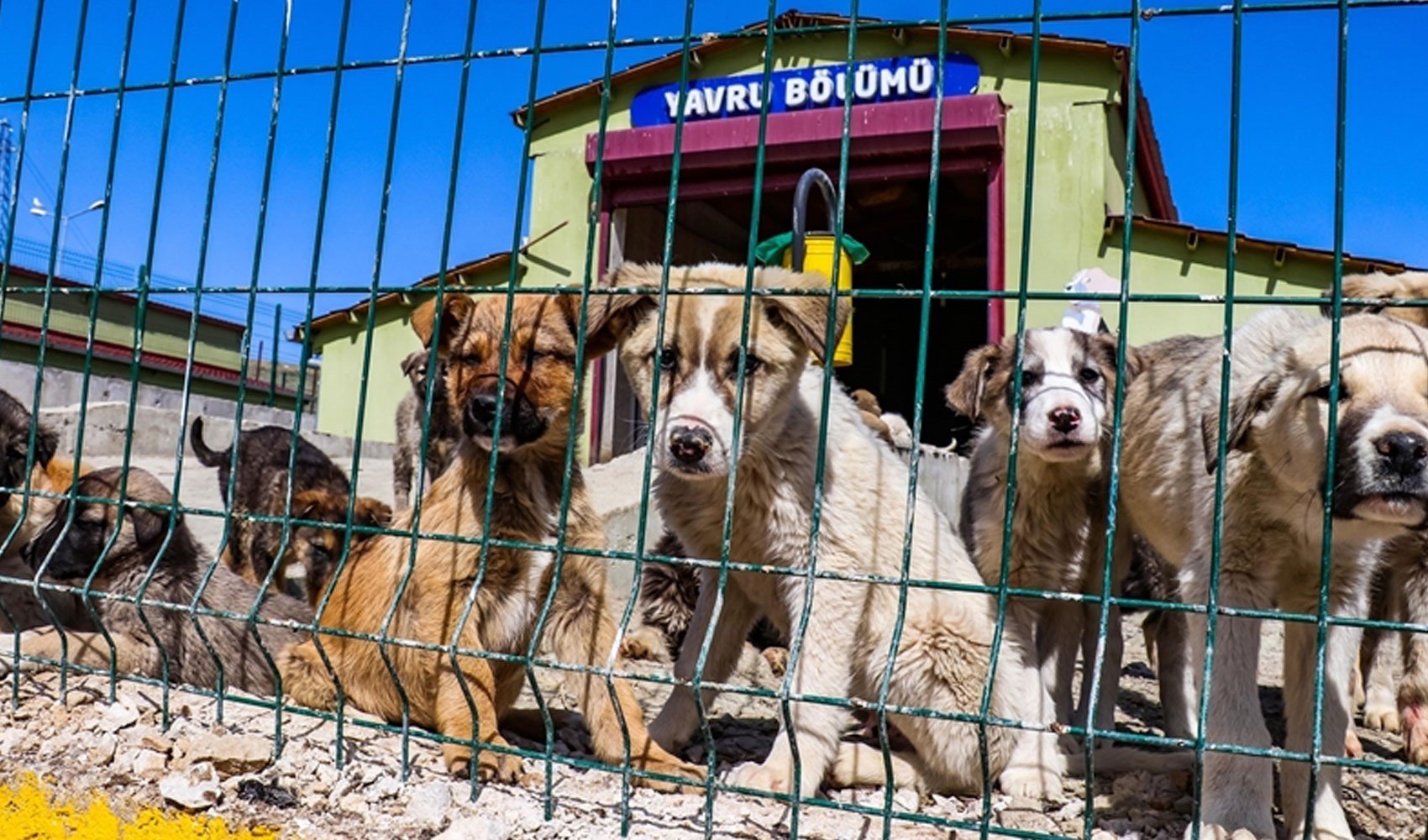 Belediyelerin barınak harcamaları için yeni düzenleme Resmi Gazete'de yayımlandı