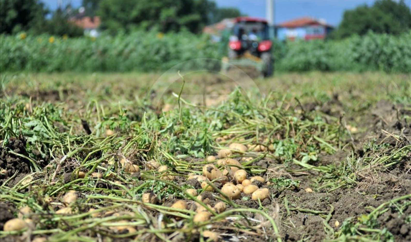 Adana'daki don olayı tarım ürünlerini etkiledi: Çiftçiler zor durumda