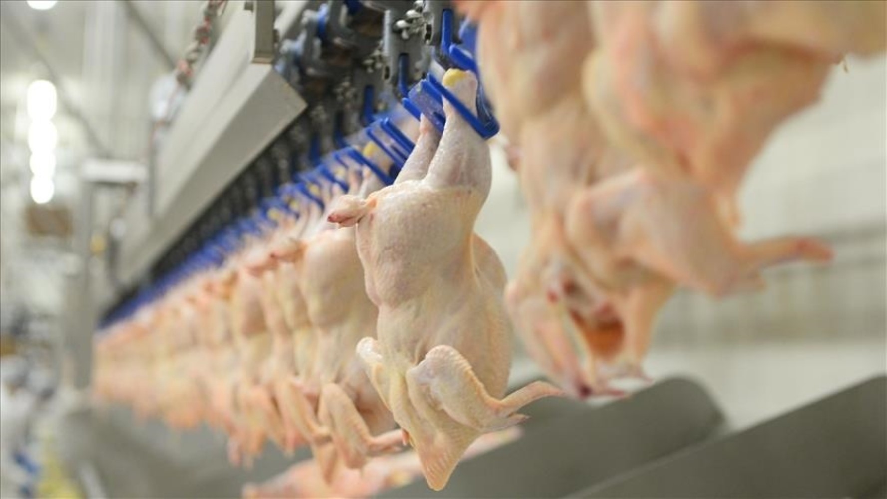 Tehlikeli bakteri tespiti! Şenpiliç'ten açıklama geldi: Ürünler toplatılıyor