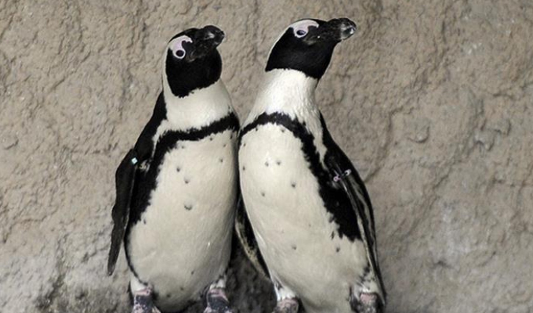 Ocak ayındaki helikopter kazasına kabine alınan penguenin neden olduğu açıklandı