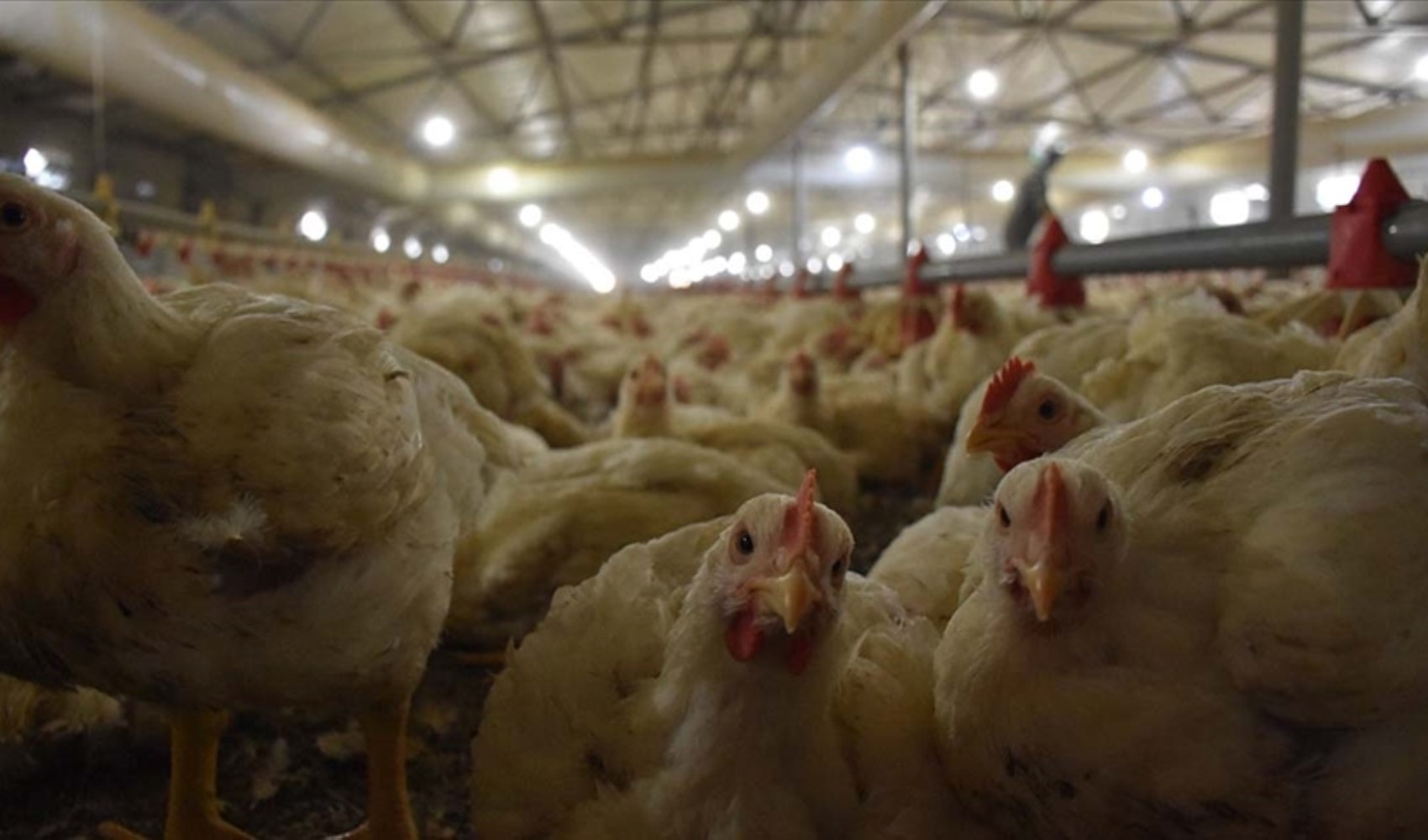 Tehlikeli bakteri tespiti! Şenpiliç'ten açıklama geldi: Ürünler toplatılıyor