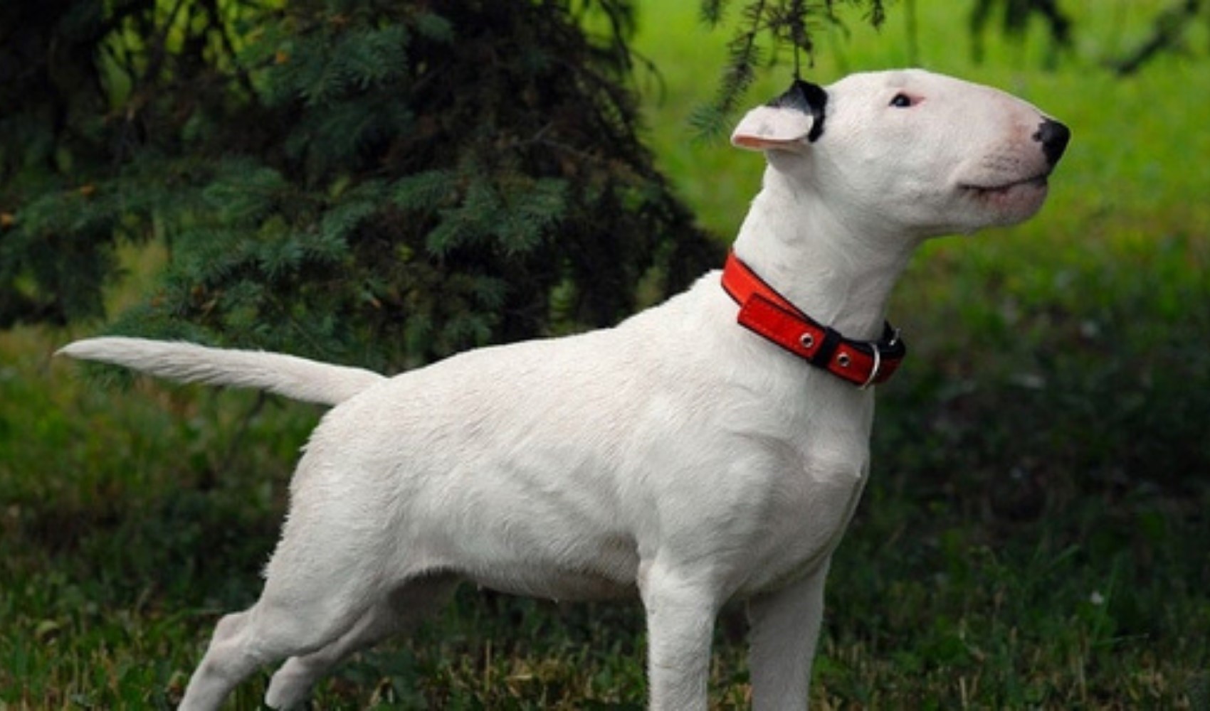 Köpeği çaldı, barakada sakladı: Köpeğin değeri ise dikkat çekti!