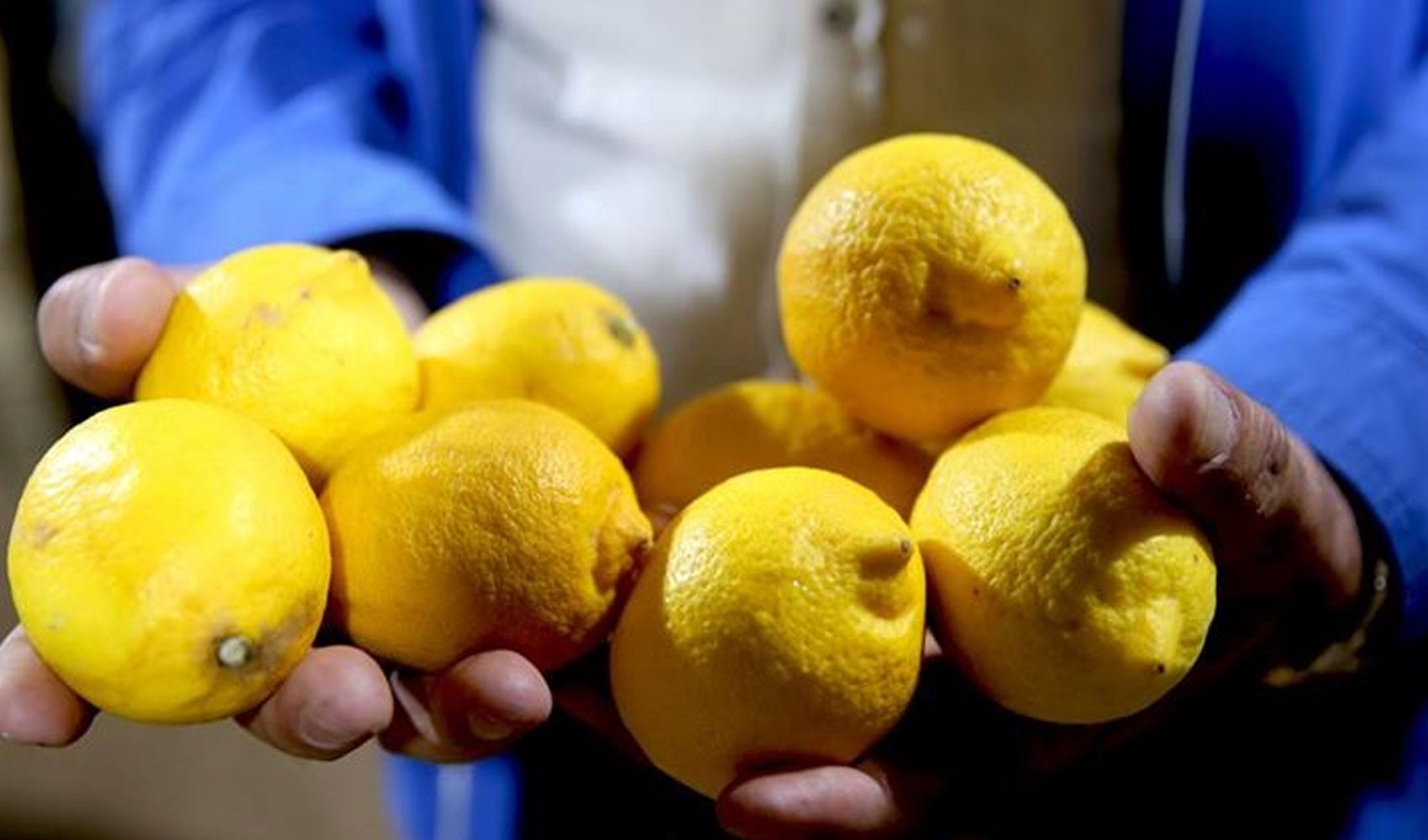 Limon ihracatı geçici olarak durdurulacak