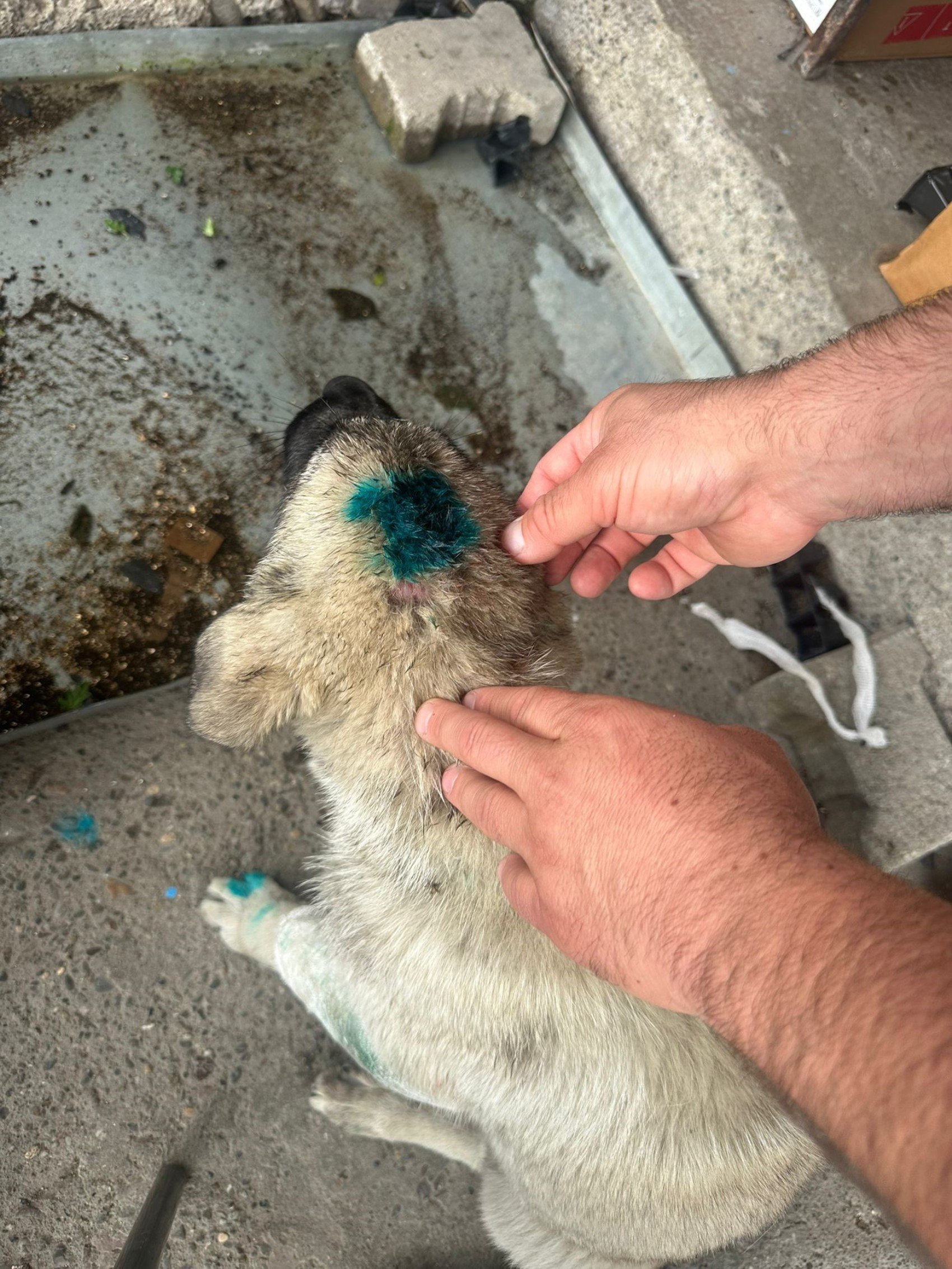 Zonguldak'ta akılalmaz olay: Bu kez de insan, köpeği ısırdı!