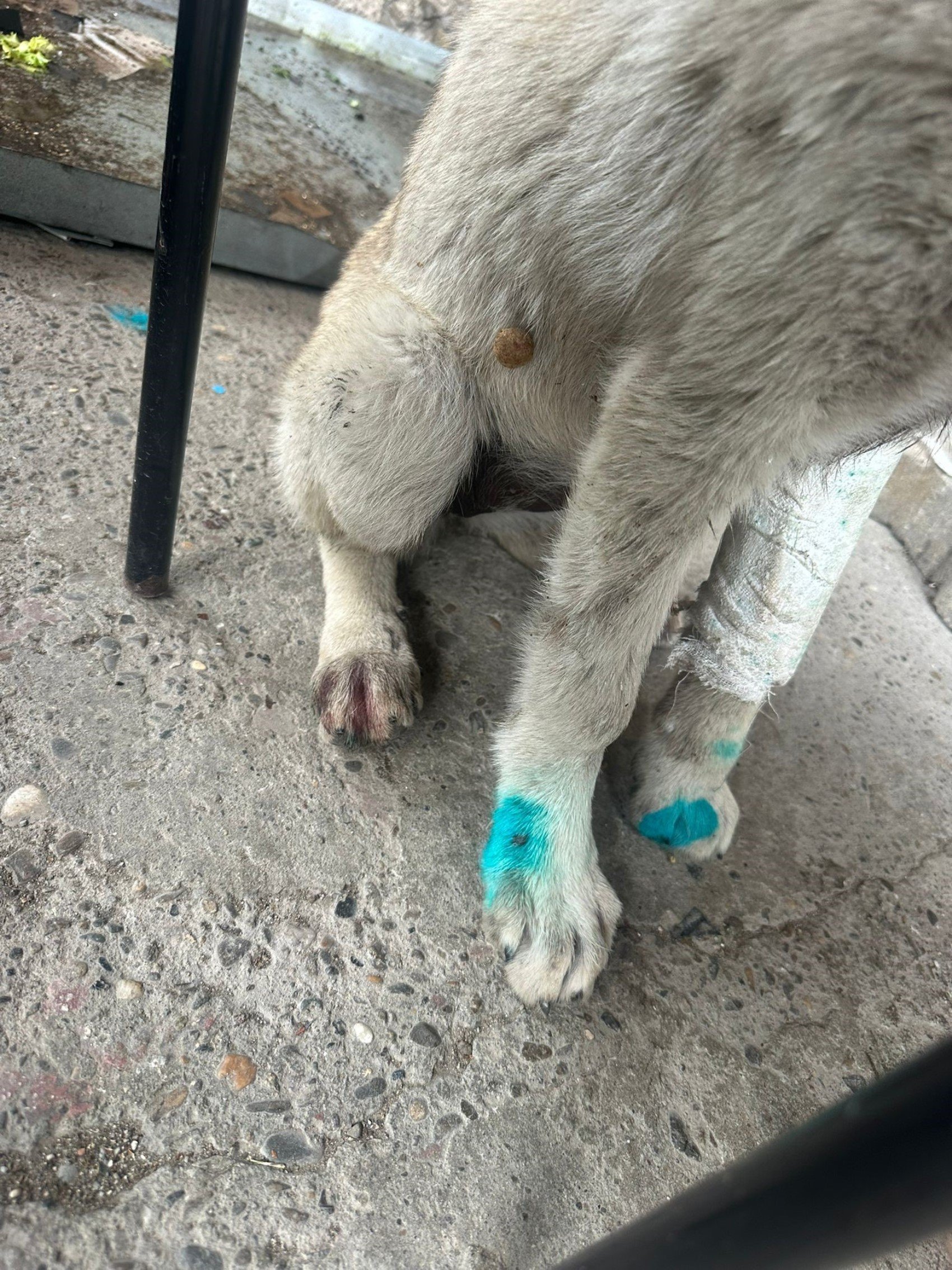 Zonguldak'ta akılalmaz olay: Bu kez de insan, köpeği ısırdı!