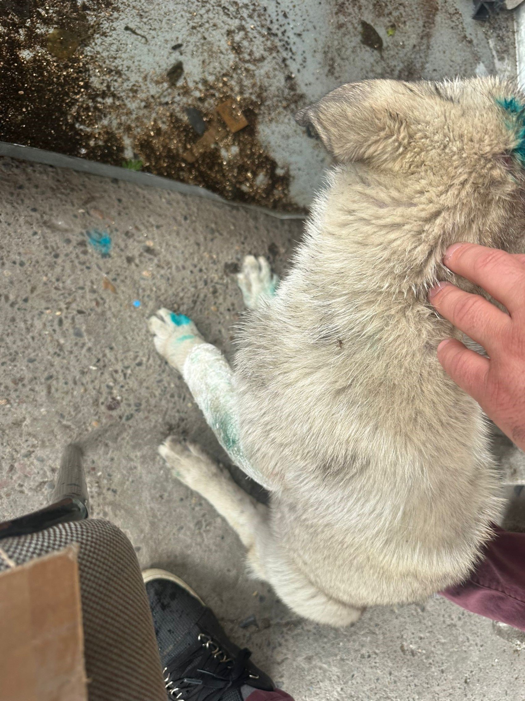 Zonguldak'ta akılalmaz olay: Bu kez de insan, köpeği ısırdı!
