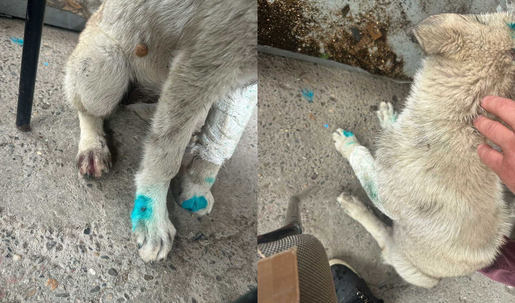 Zonguldak'ta akılalmaz olay: Bu kez de insan, köpeği ısırdı!