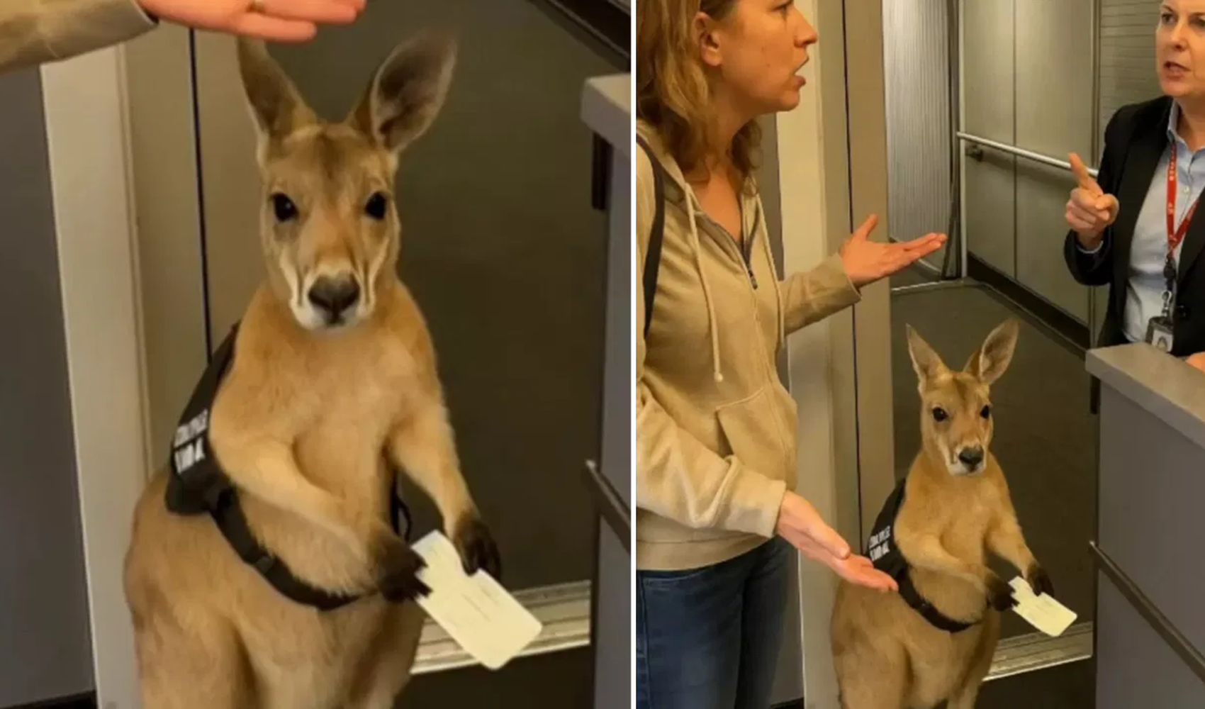Sosyal medyada viral olmuştu! Kanguru videosunun ardındaki gerçek ortaya çıktı