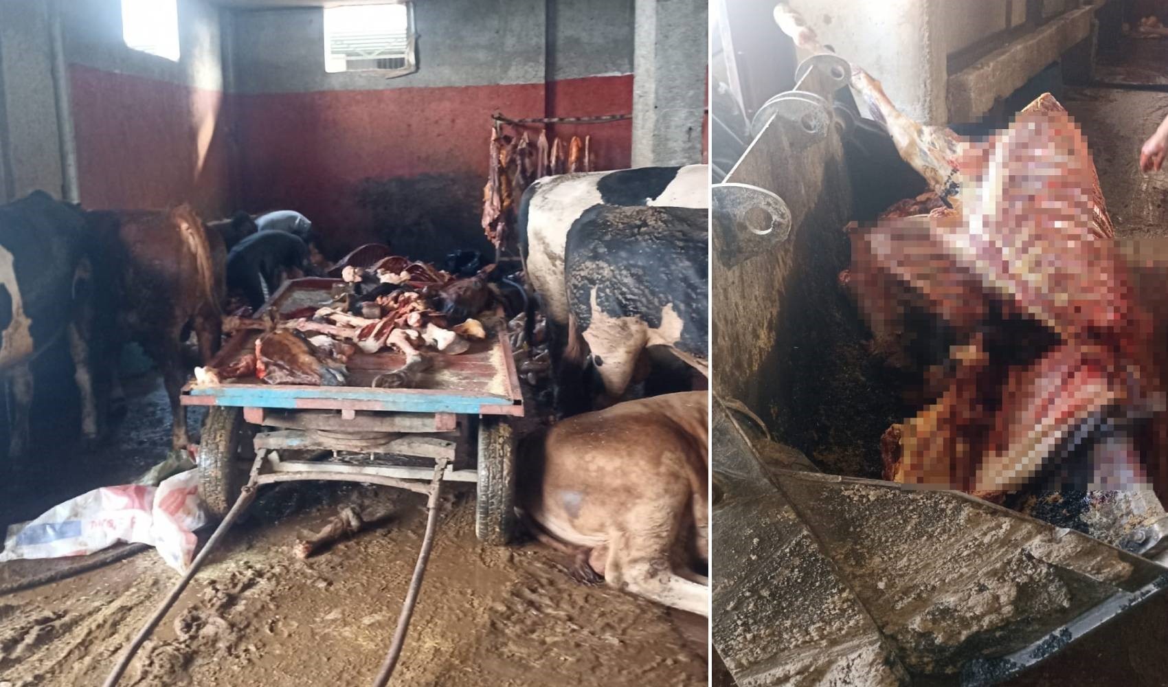 Kebabın başkentinde 2.5 ton at eti ele geçirildi! 4 at kesilmekten son anda kurtarıldı Kebabın başkentinde 2.5 ton at eti ele geçirildi! 4 at kesilmekten son anda kurtarıldı