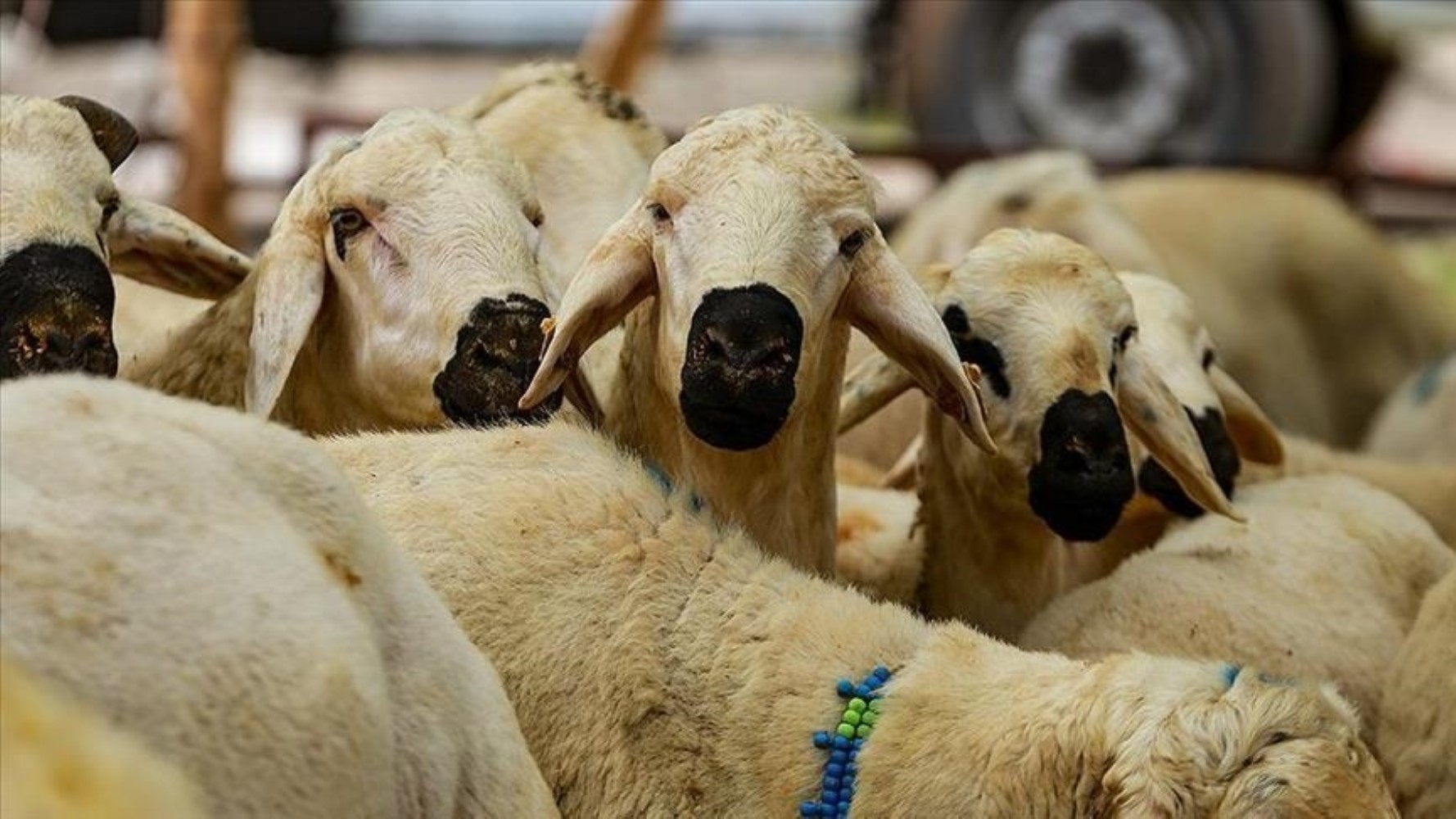 2025 kurban bedelleri açıklandı