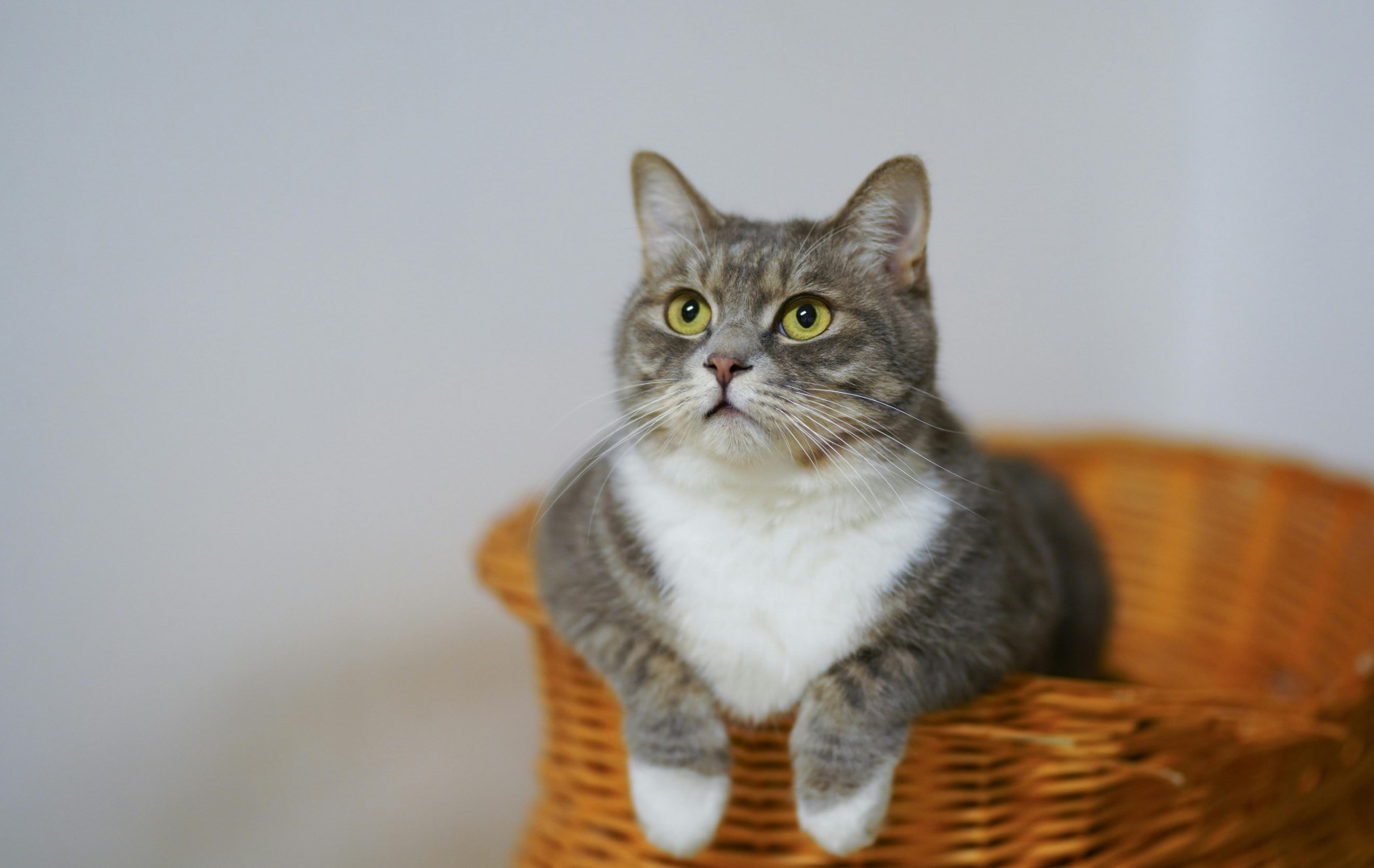 Kedi severlerin mutlaka izlemesi gereken filmler