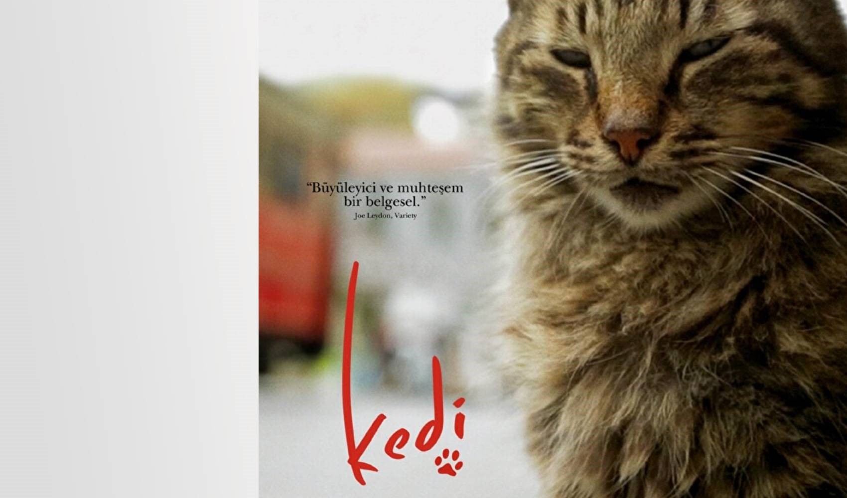 Kedi severlerin mutlaka izlemesi gereken filmler