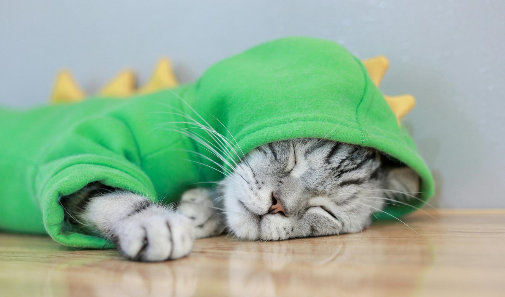 Kedi severlerin mutlaka izlemesi gereken filmler