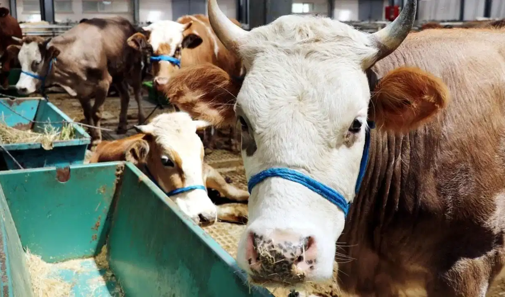 ¿Cuántos animales de sacrificio se vendieron durante el Eid al-Adha? Se han revelado las cifras